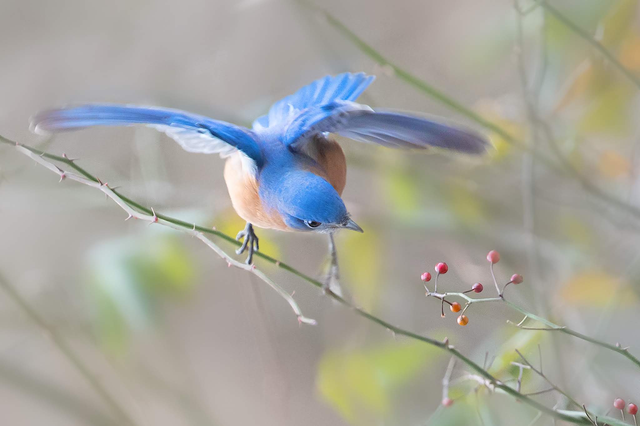 Bluebird Eyeing the Berries wins First Place!!!