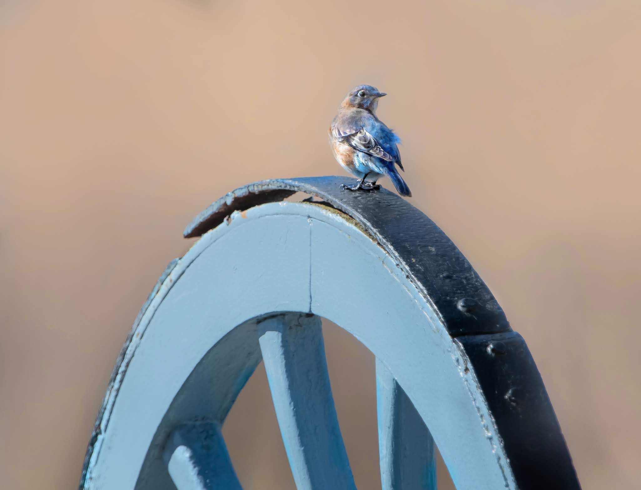Bluebirds and the Cannon