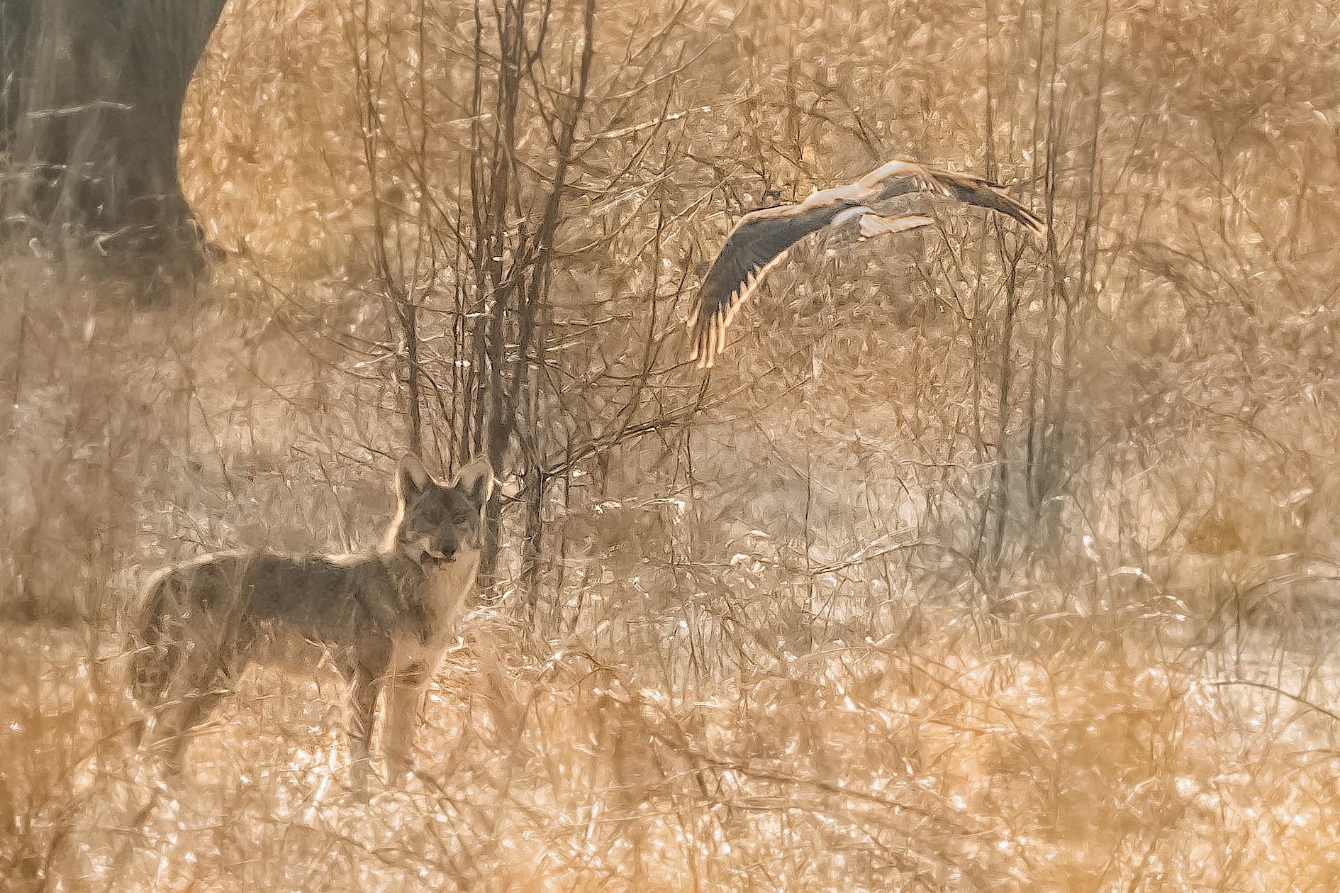 Coyote and Harrier in Valley Forge Yesterday