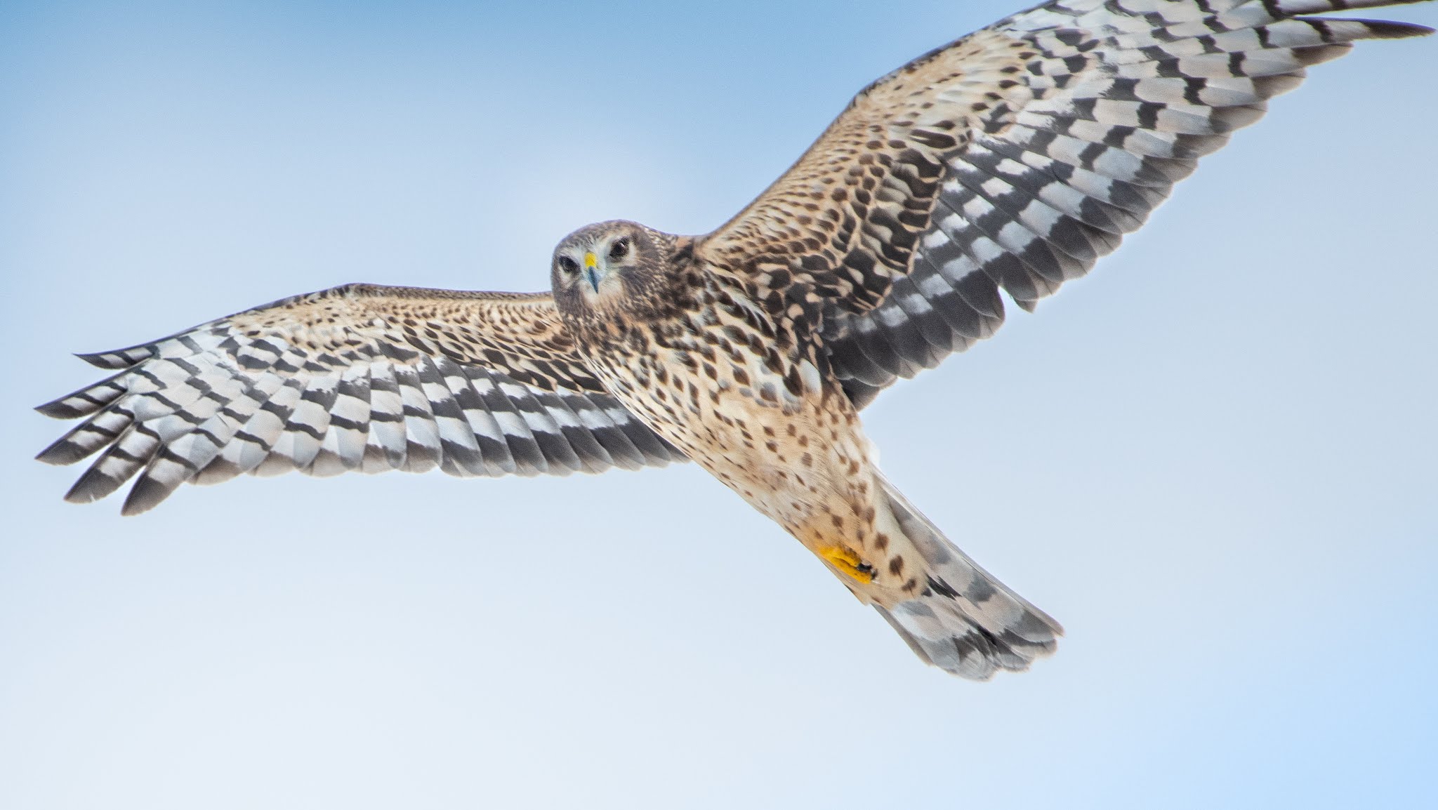 Harrier Too Close for the Viewfinder