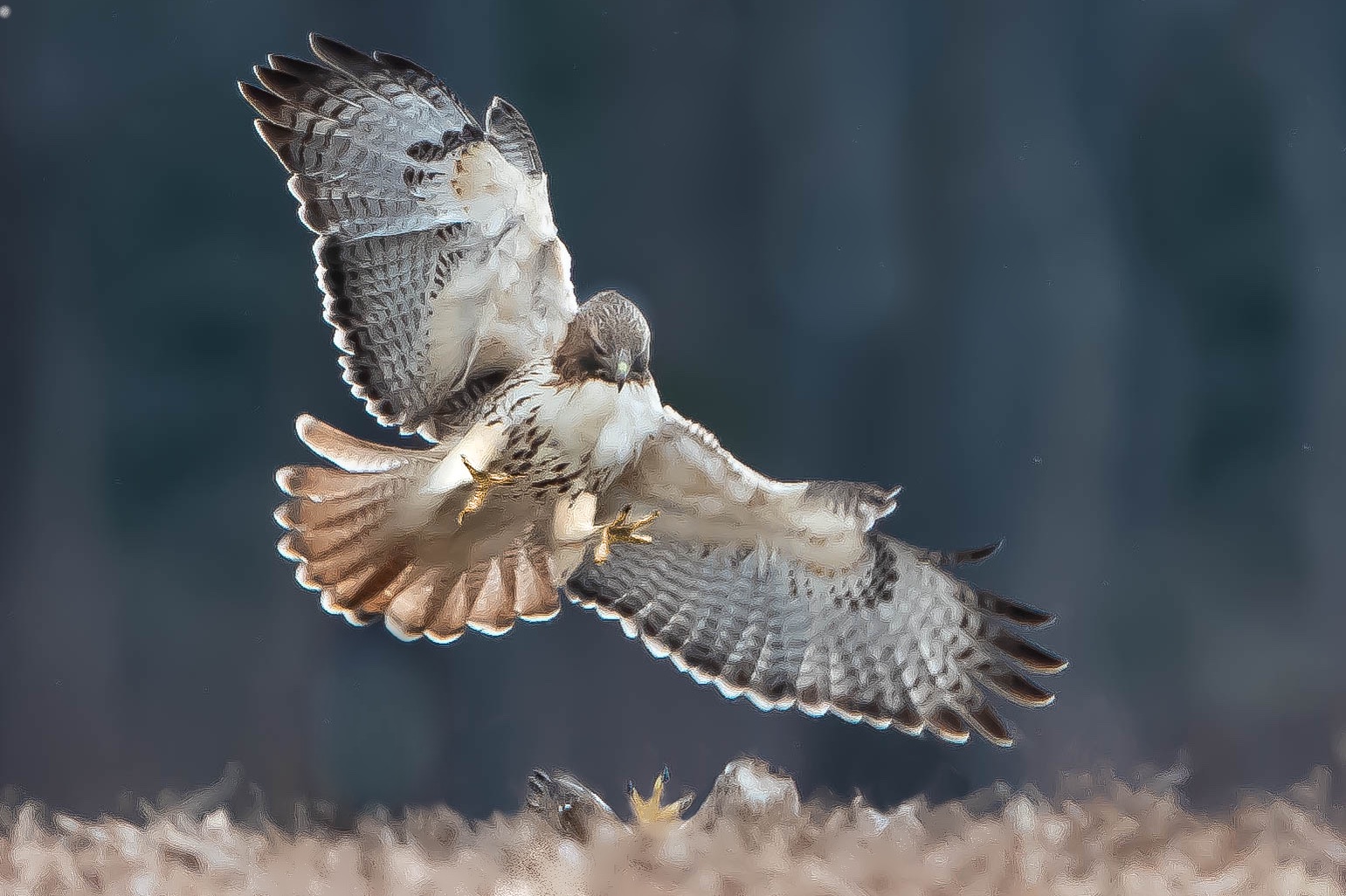 Hawk Attack