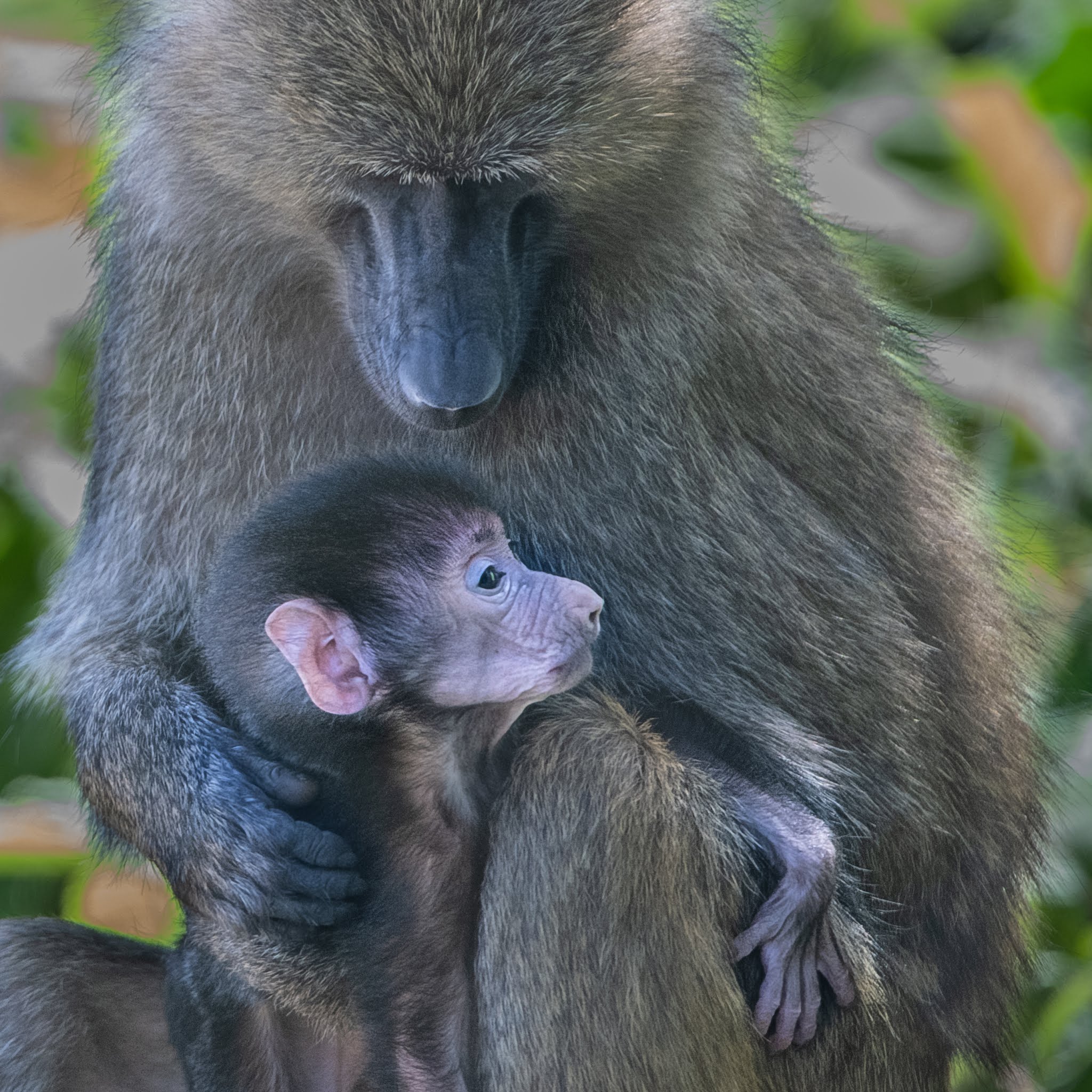 Mom and Baby Baboon in Arusha National Park, Tanzania