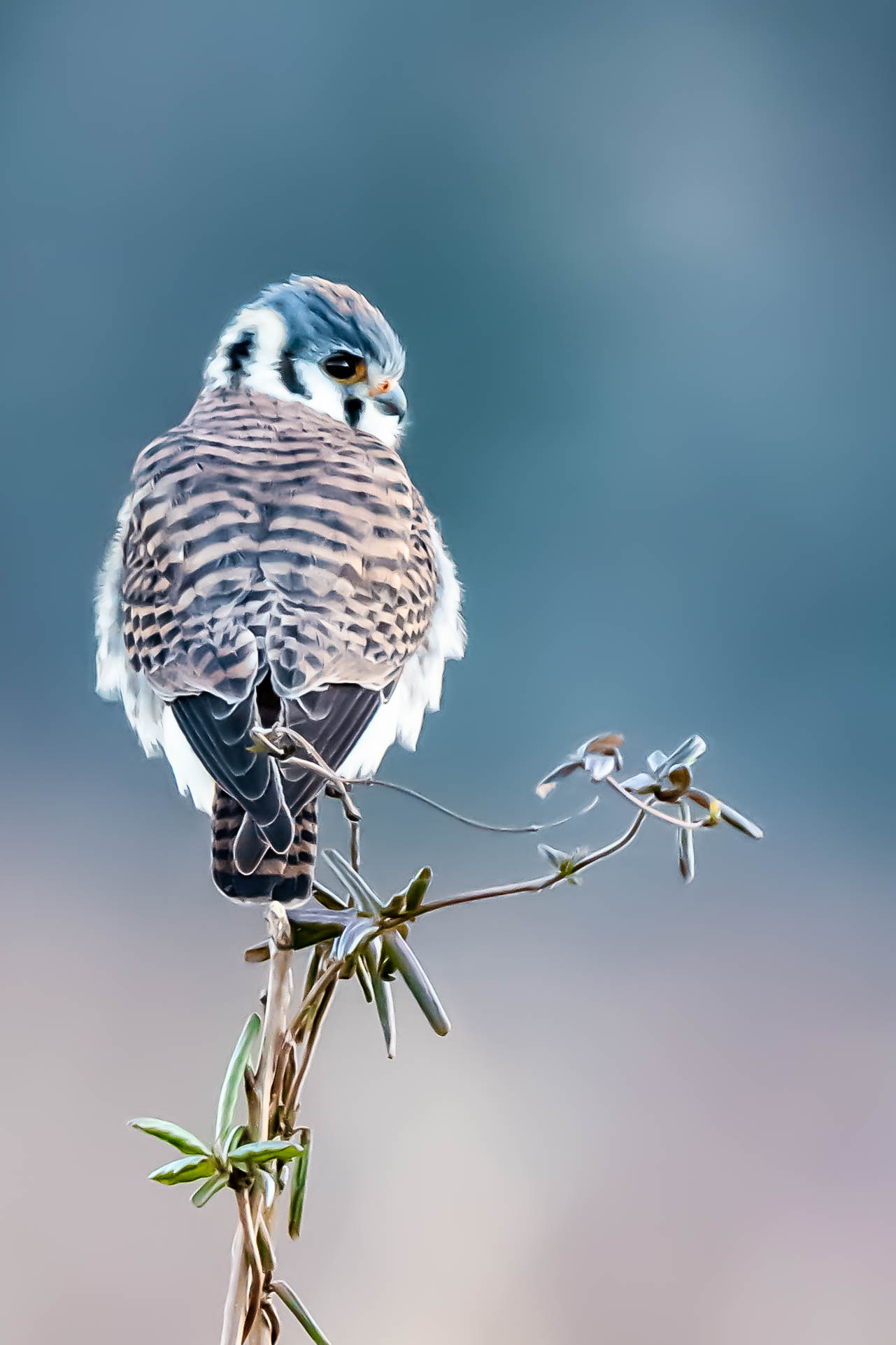 The Not So Shy Kestrel