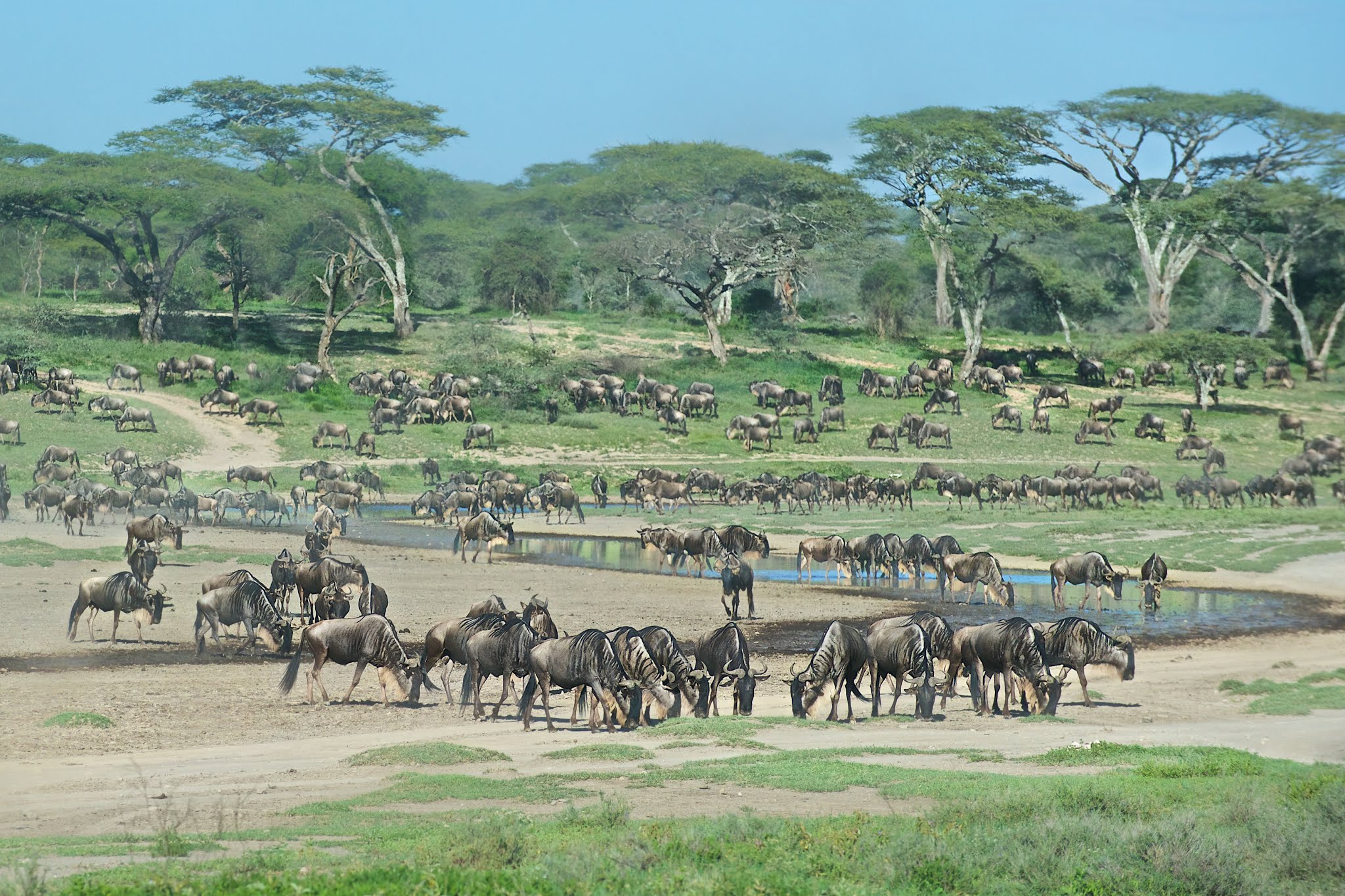 Wildebeests in Ndutu
