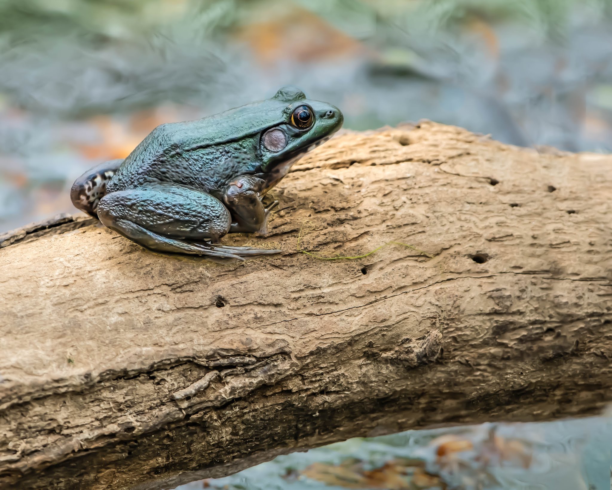 Frog on a Log
