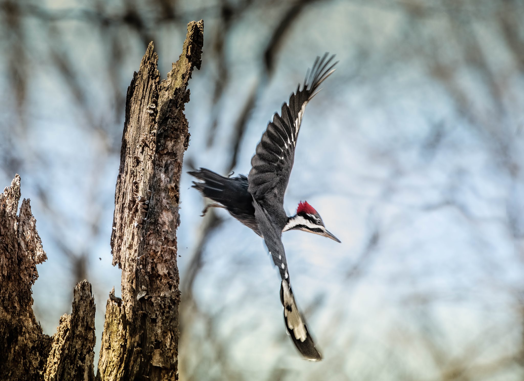 Pileated Take-Off in Valley Forge Today