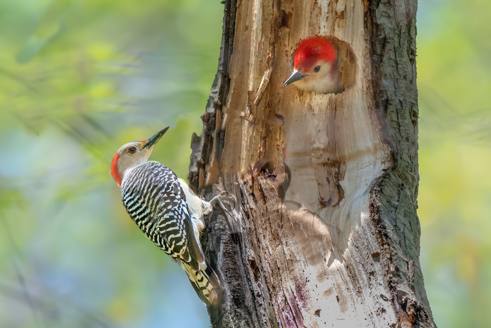 Mr. and Mrs. Redbelly Have a Secret