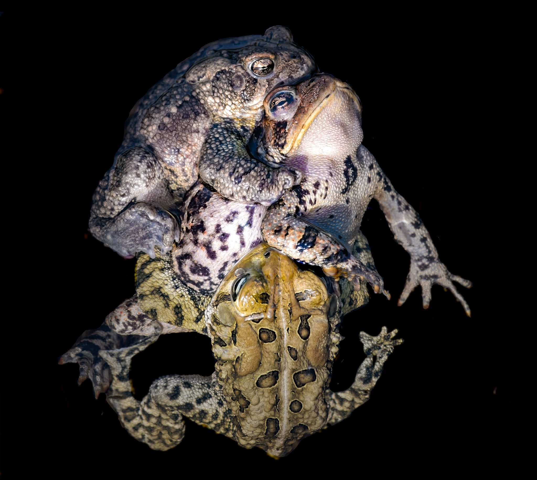 Heard the American Toads