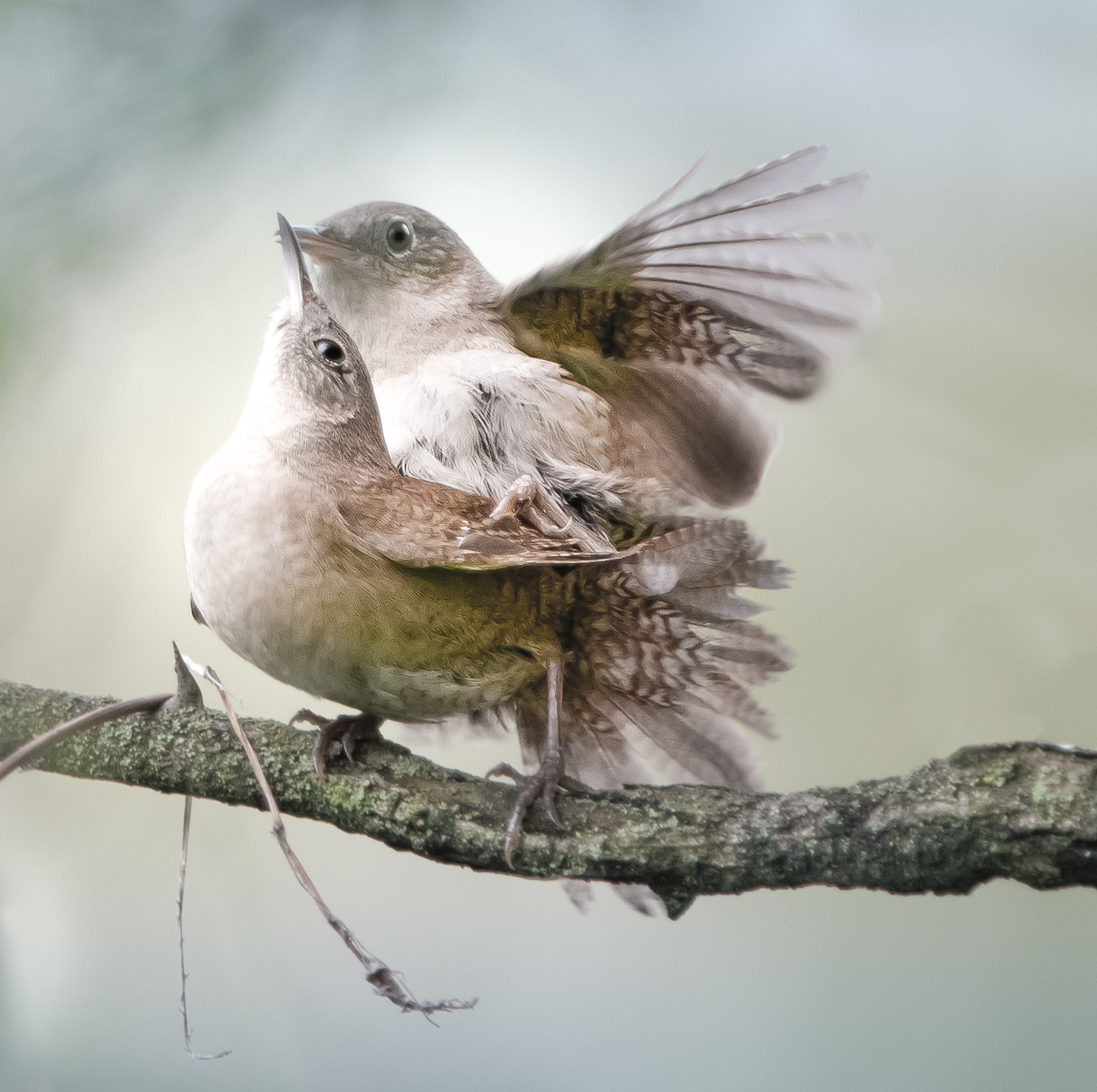 House Wrens in Love