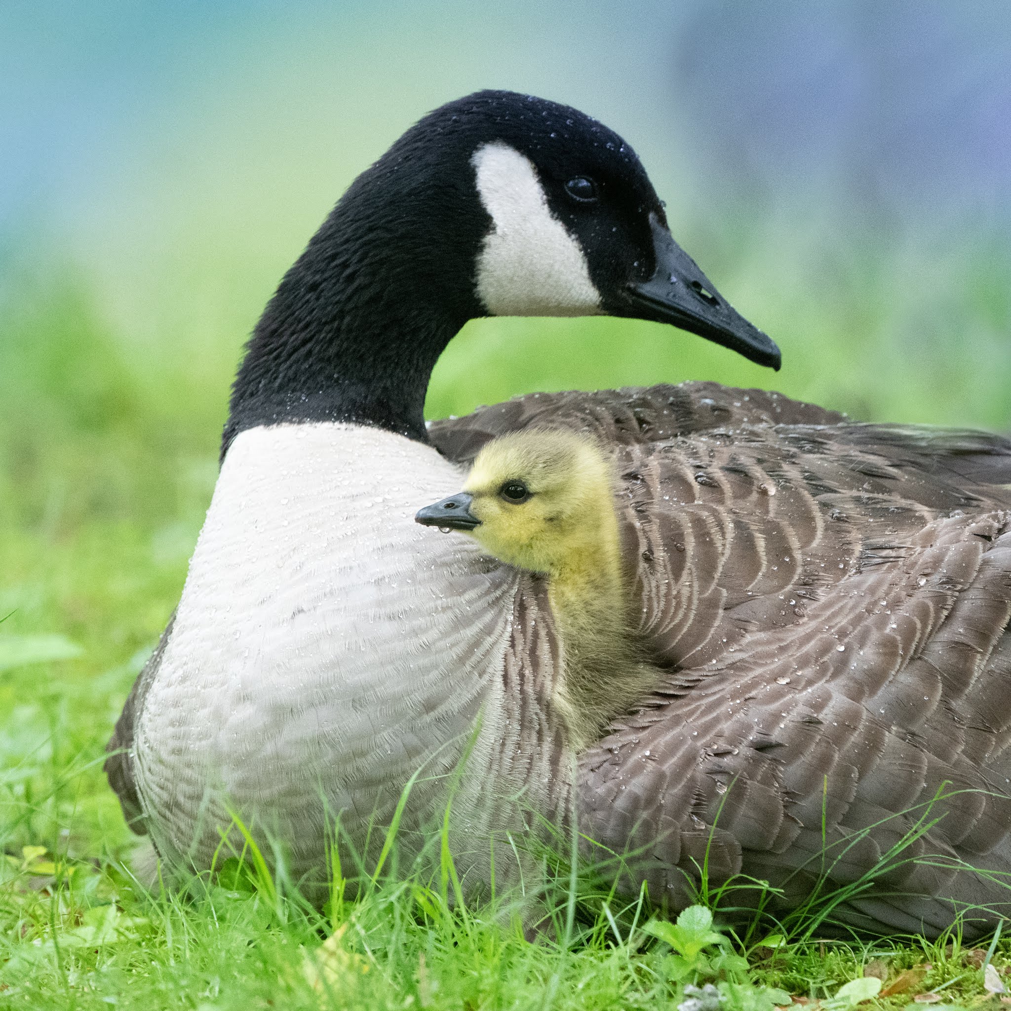 Mom and Me in the Rain