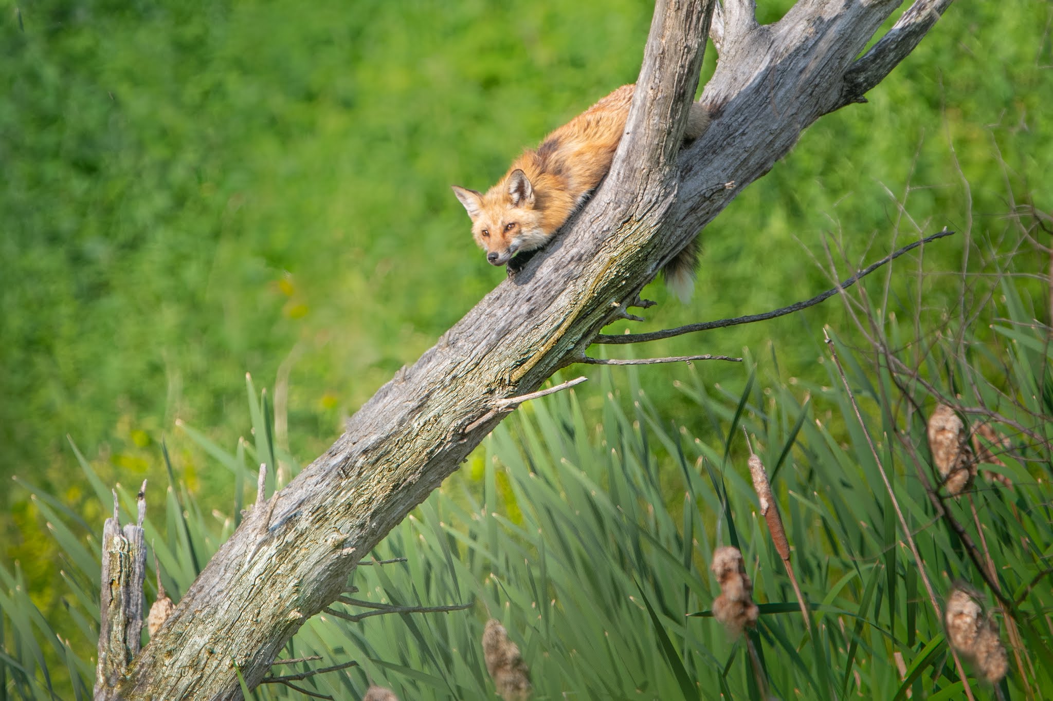 Fox in a Tree