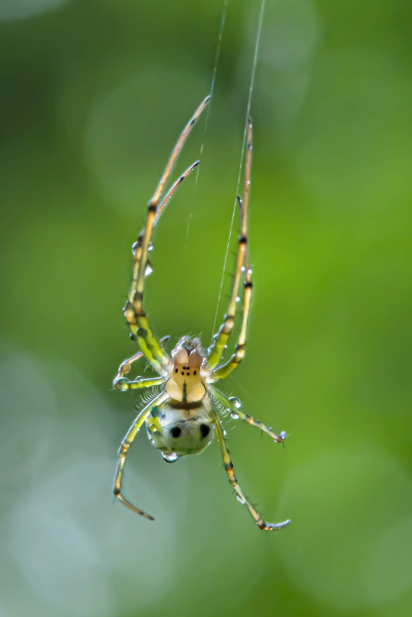Orb Weaver Spider Swinging in the Rain today in Valley Forge