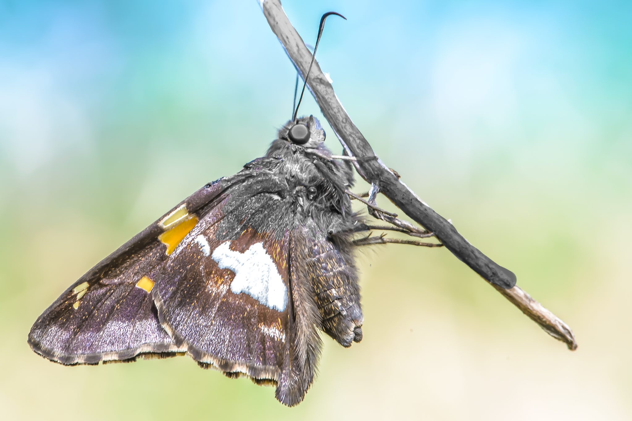 The Old Silver Spotted Skipper – Valley Forge