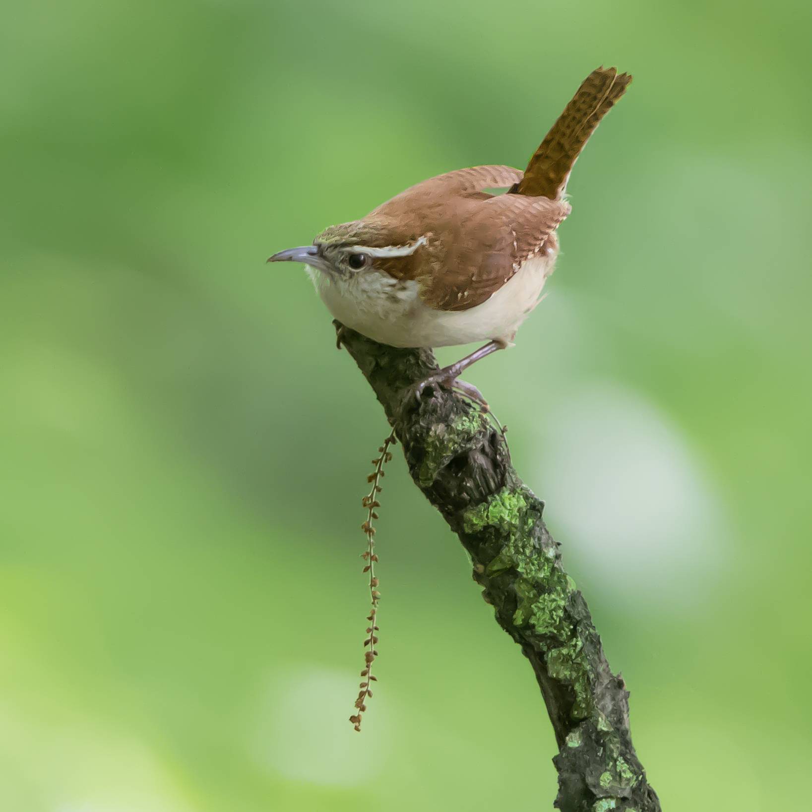 The Carolina Wren with Nesting Material