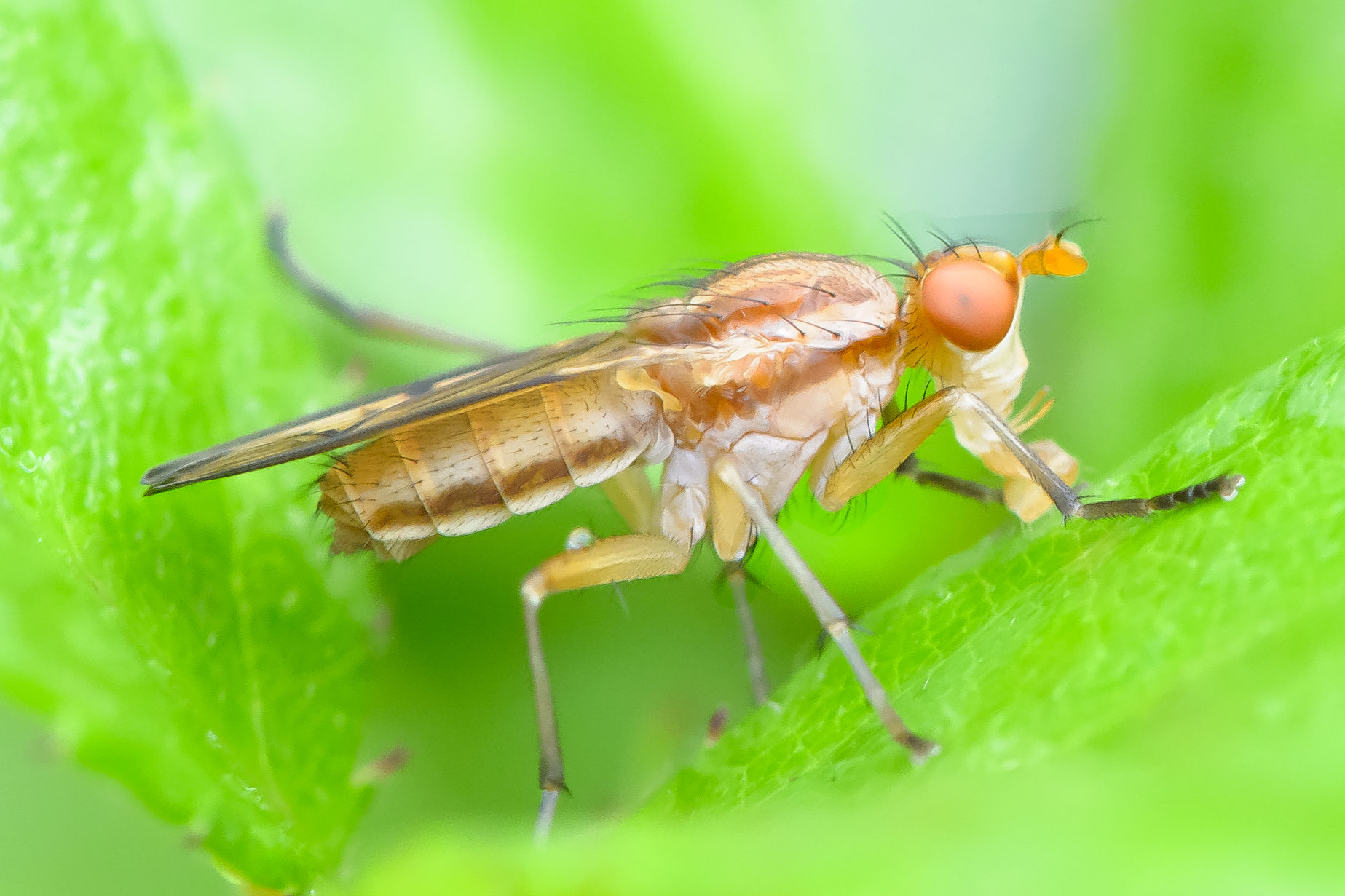 The Marsh Fly and his GIANT Nose