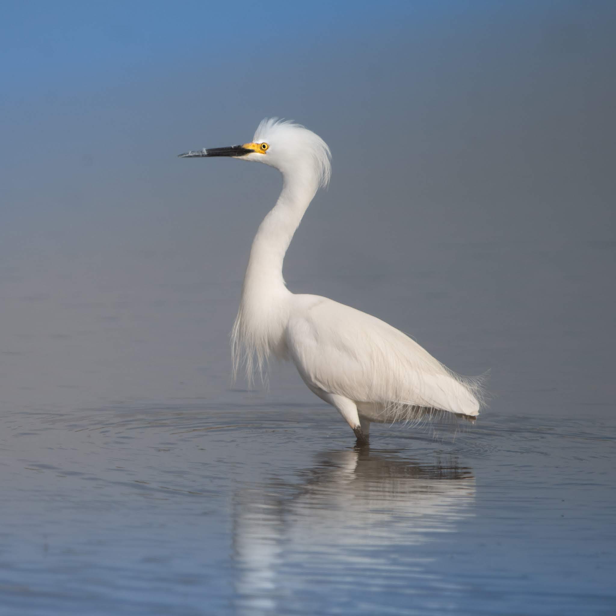 The Snowy Egret in Cape May