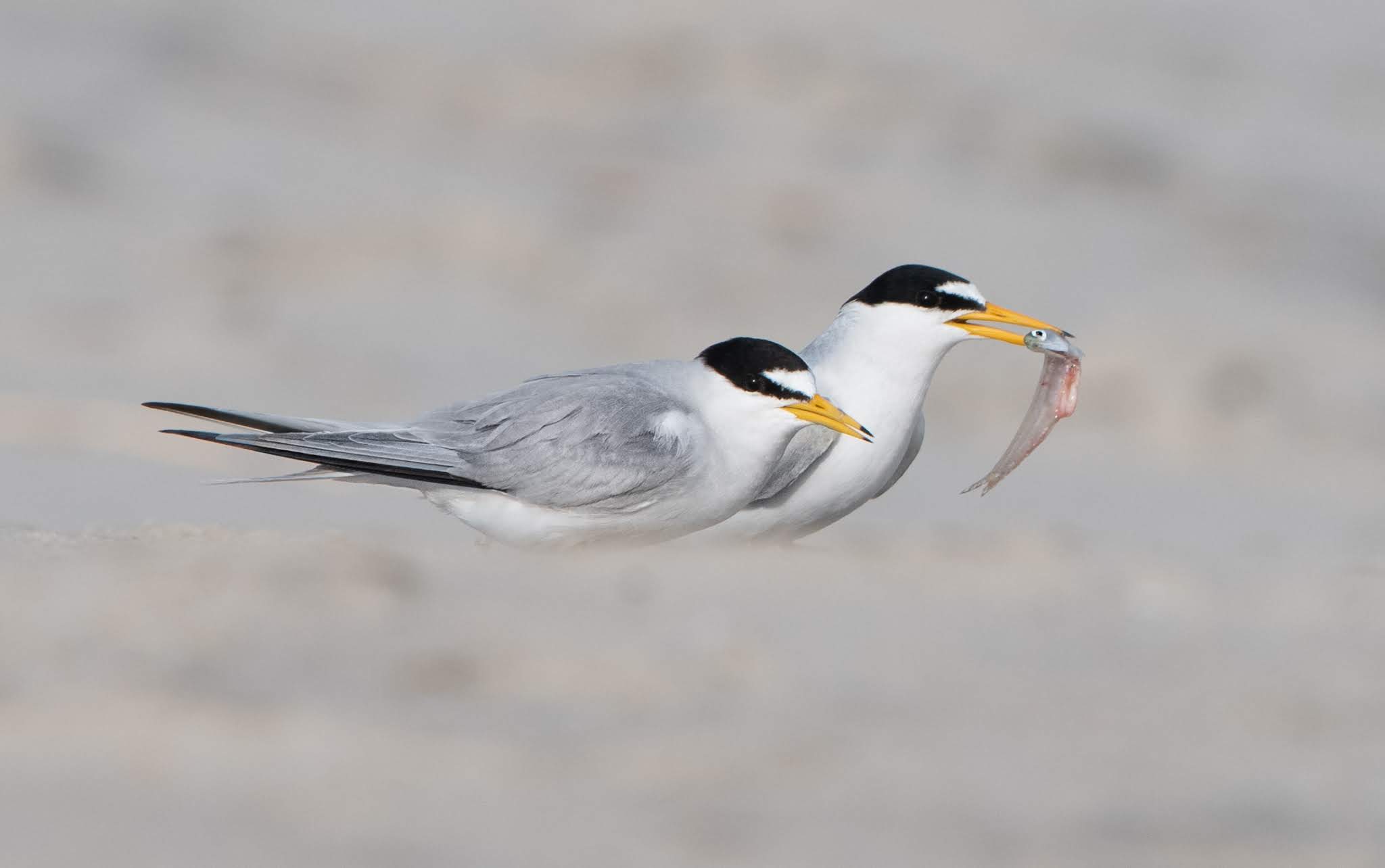 Terns in Love