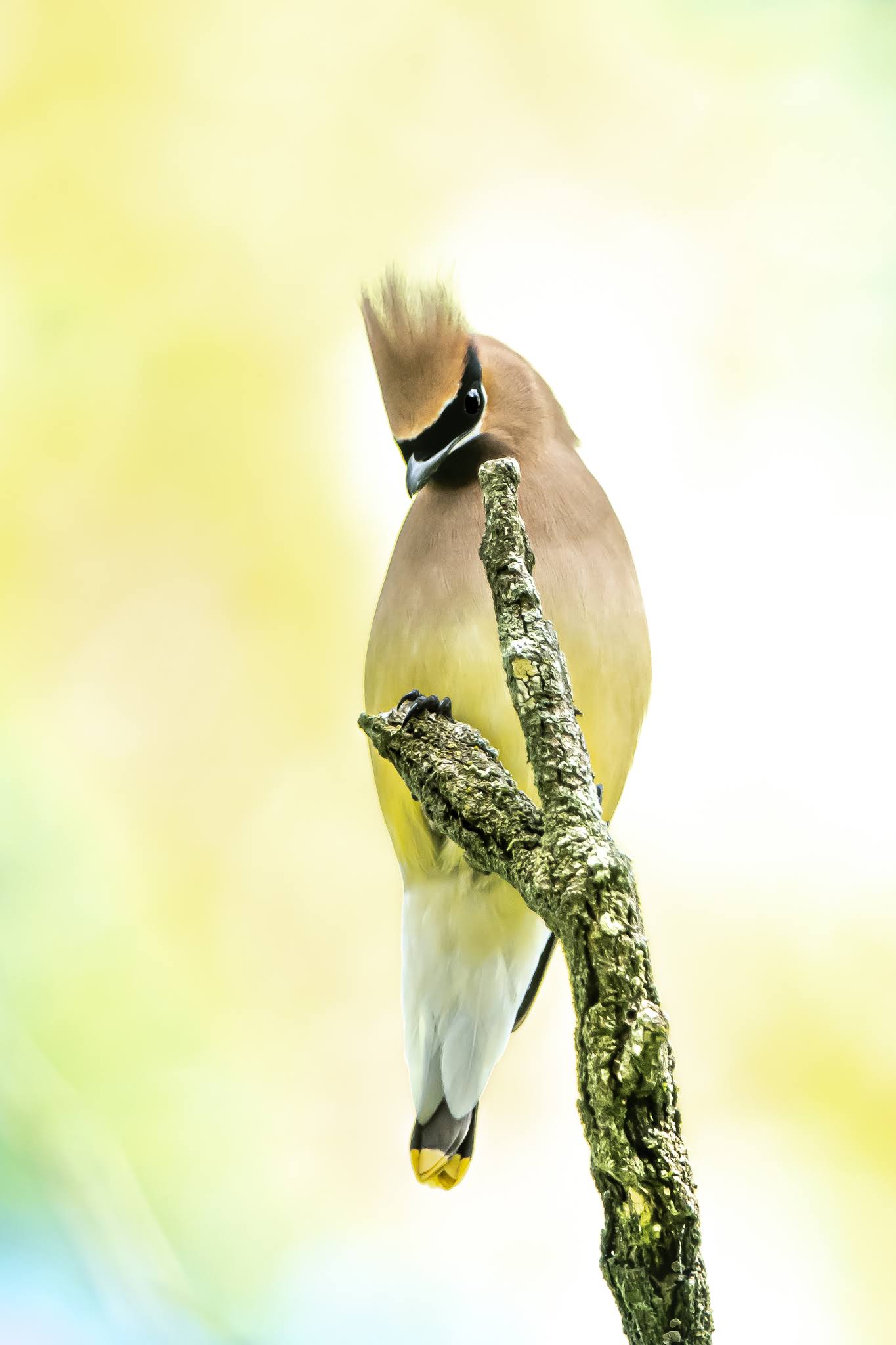 The Curious Cedar Waxwing