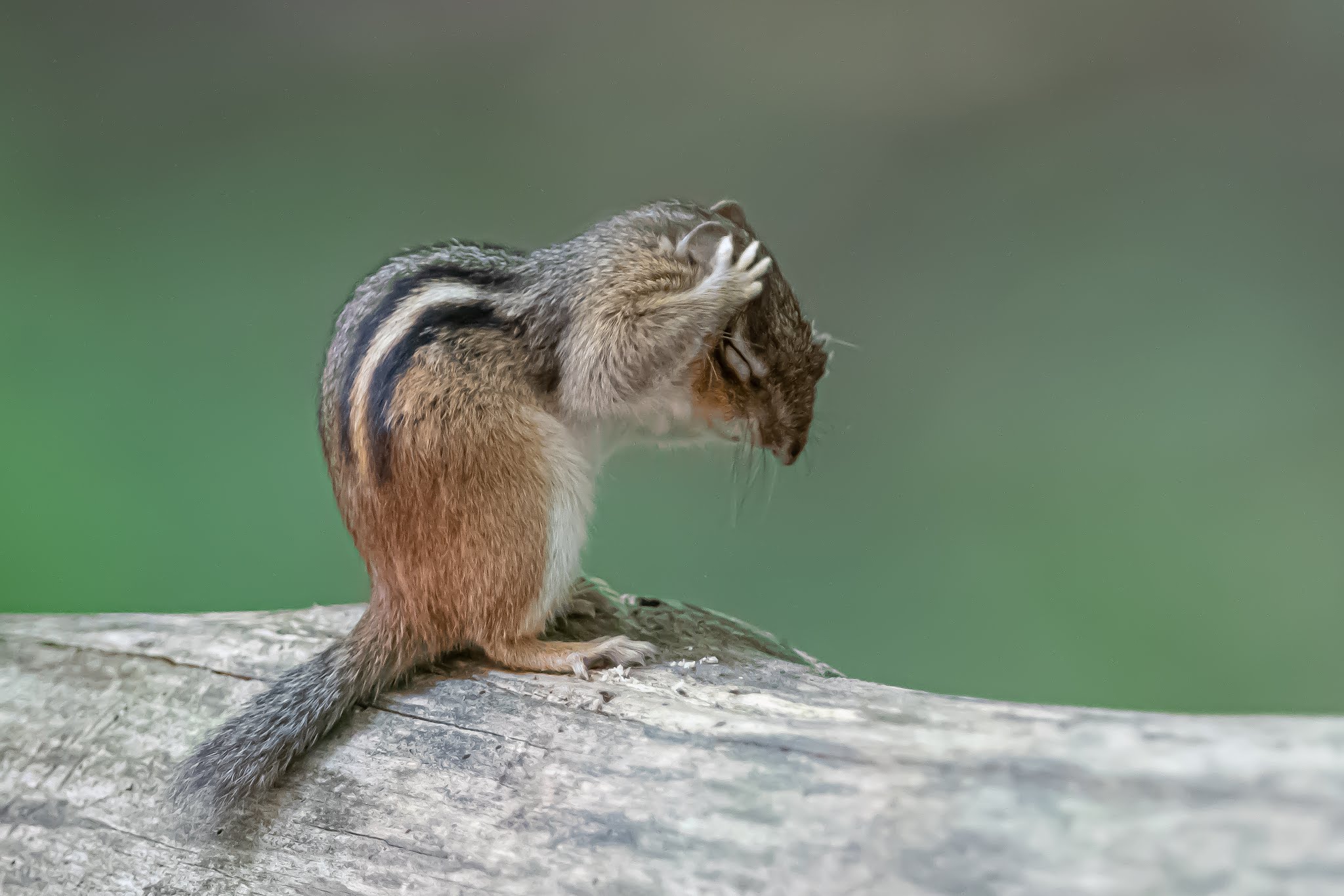 “Deep Concentration” Wins First Place in betterphoto.com September Contest. Woot! Woot!