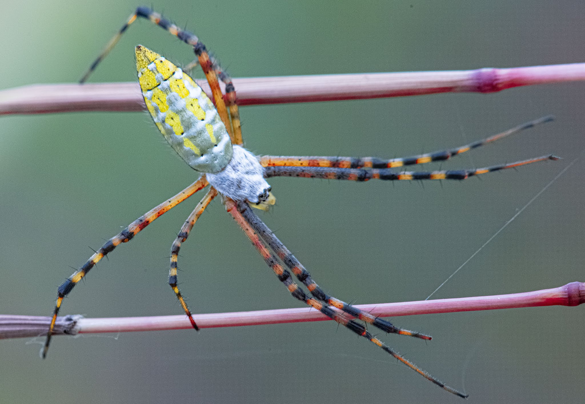 Yellow Garden Spider on Pink Parallel Bars
