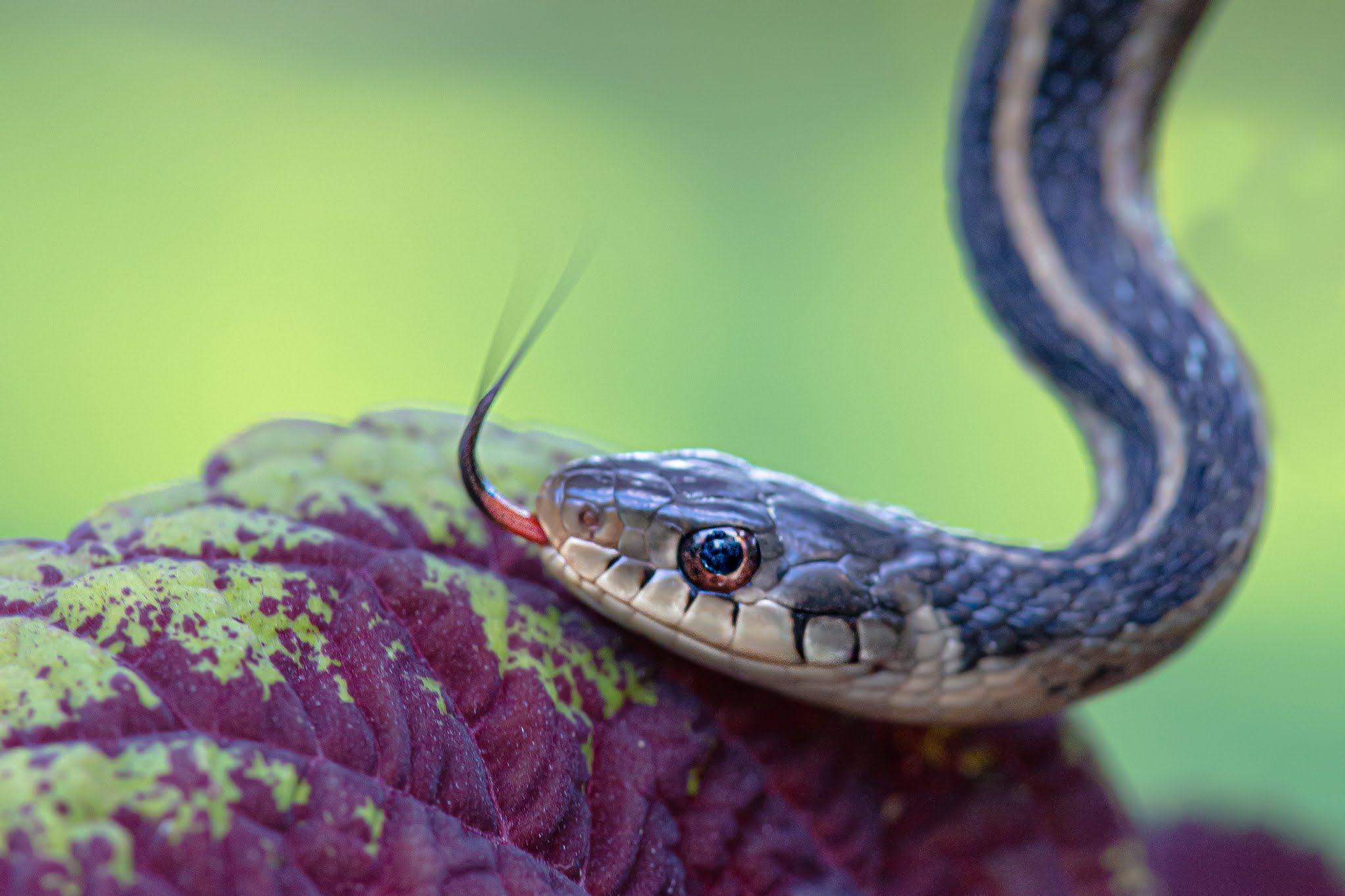 Look What Tango Brought Home Today!!