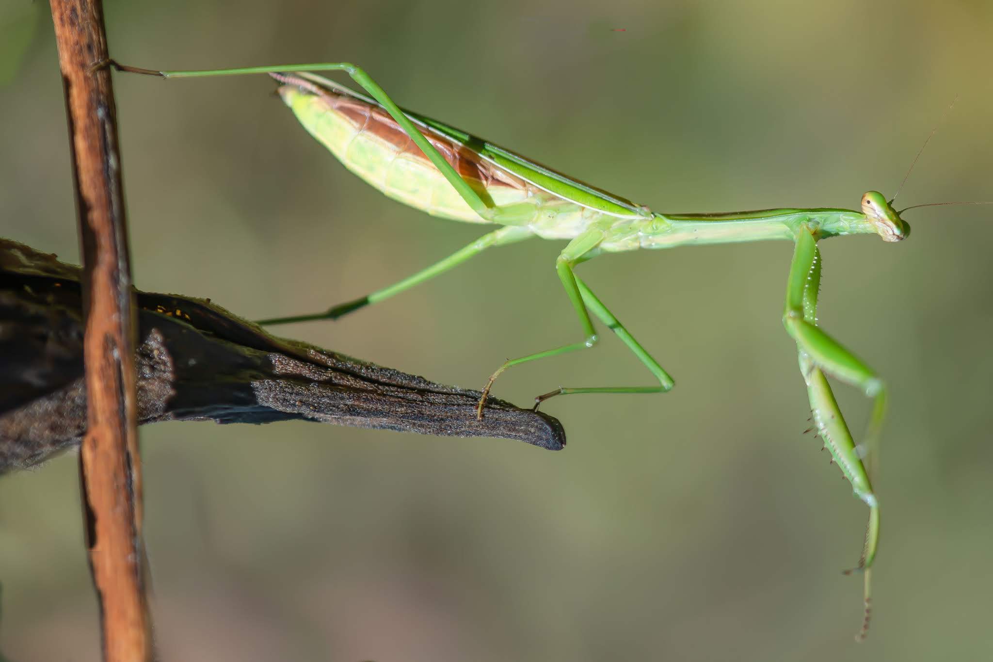Praying Mantis on a Crow’s Tail