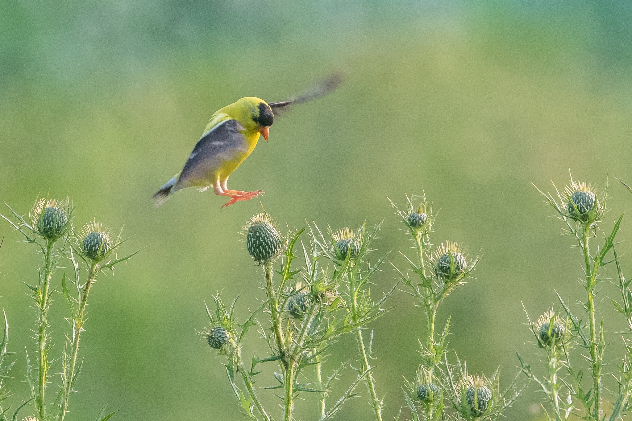 “The Landing” Wins Second Place in Betterphoto.com Contest!!