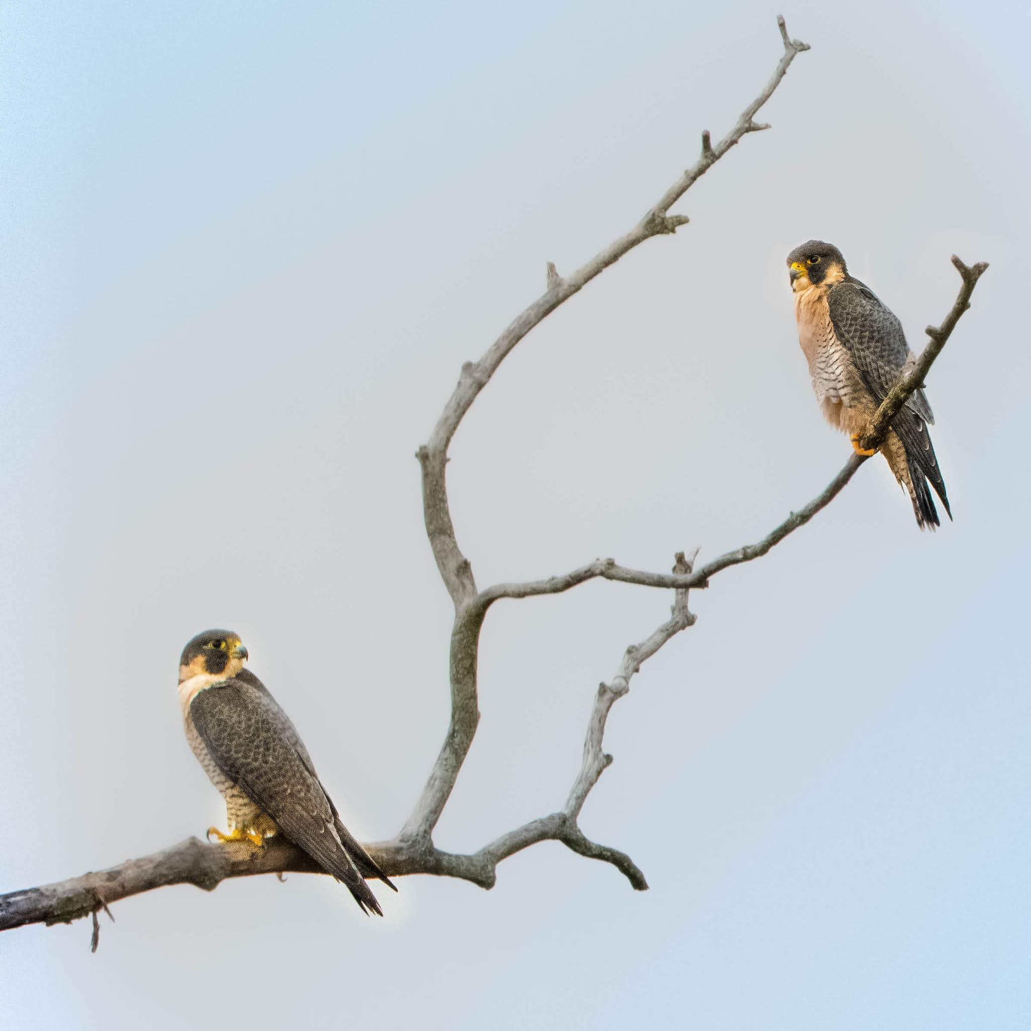 A Pair of Peregrines!!