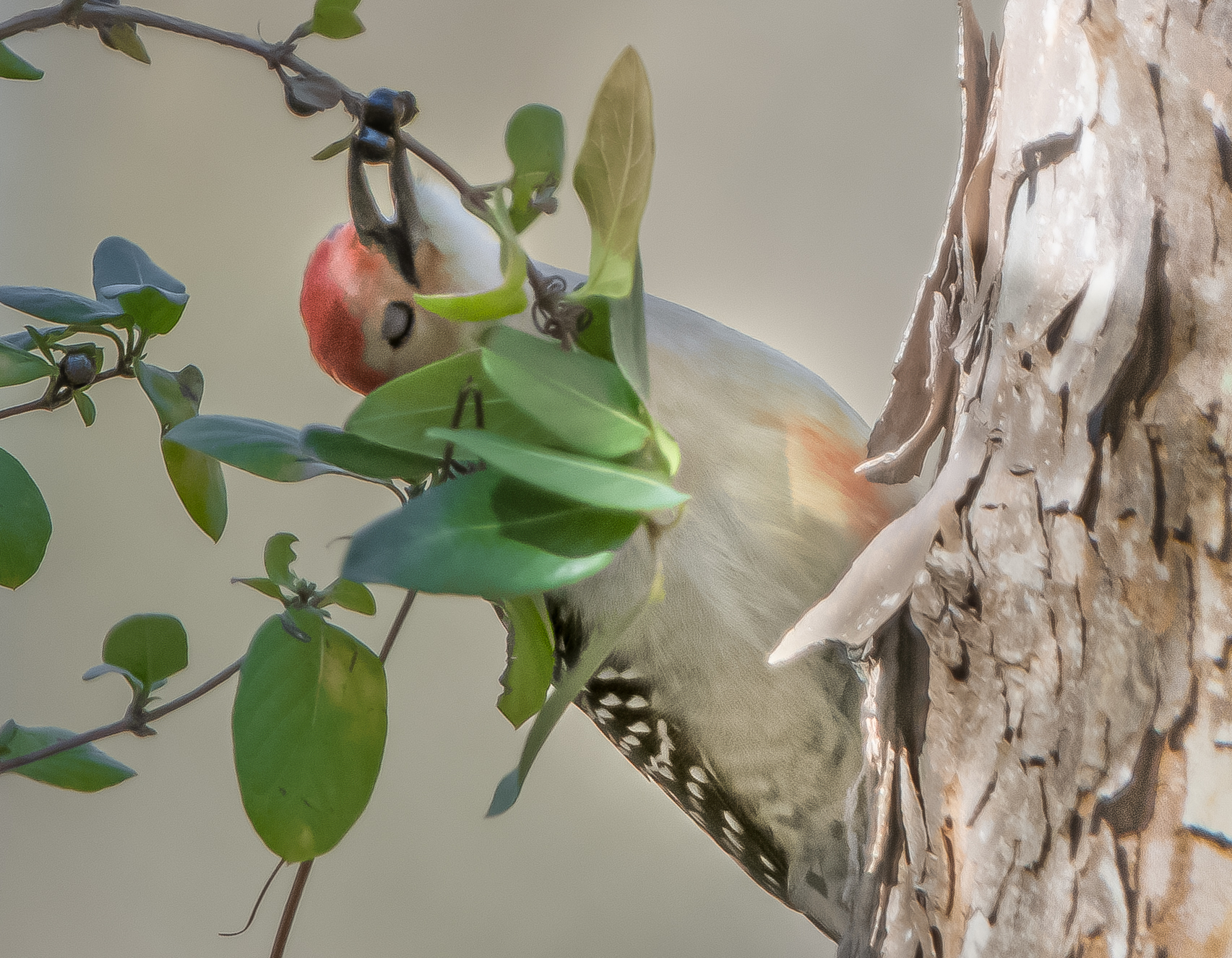 “Oh I Love these Berries!”