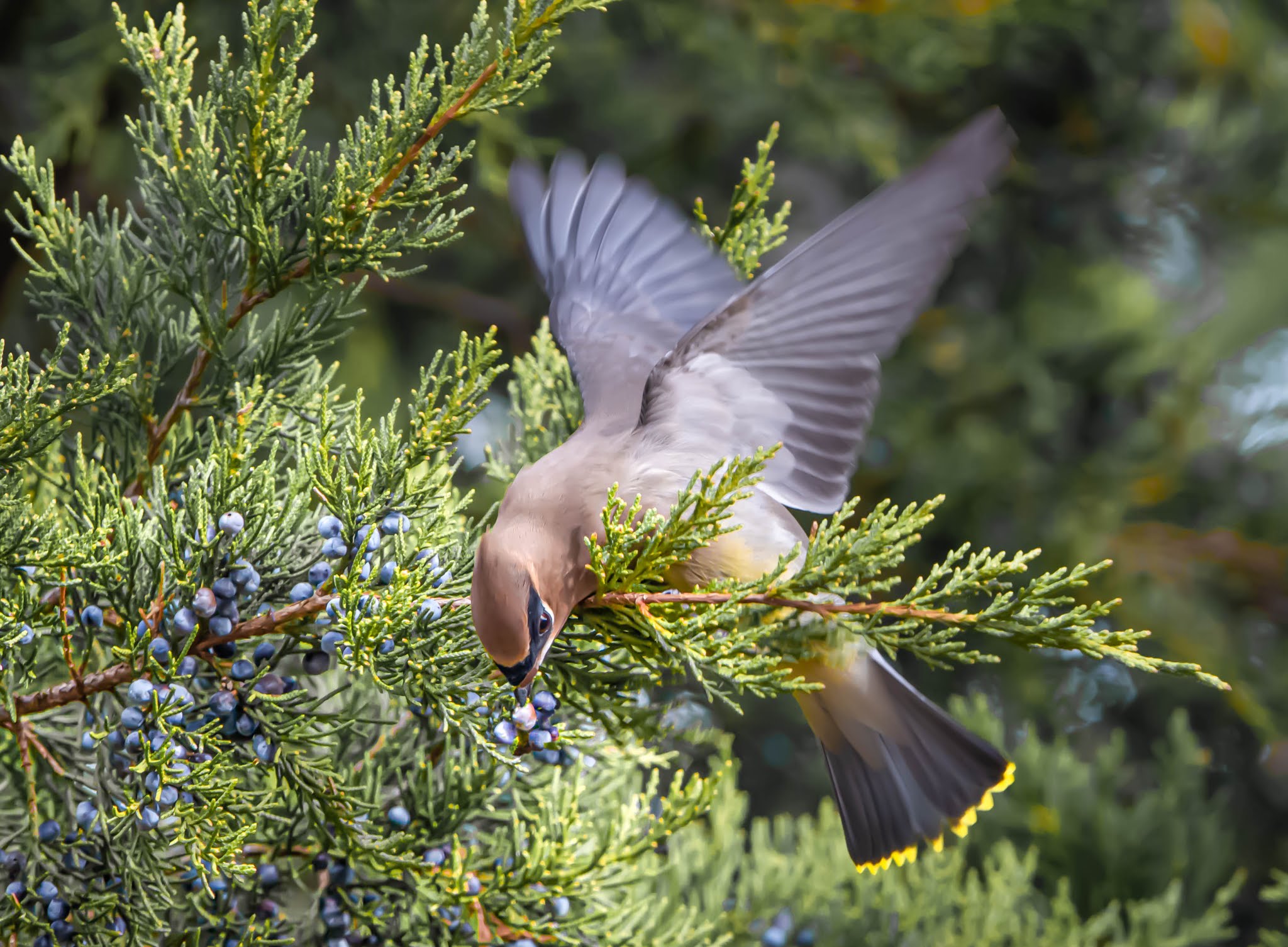 Cedar Waxwing in the Juniper Tree