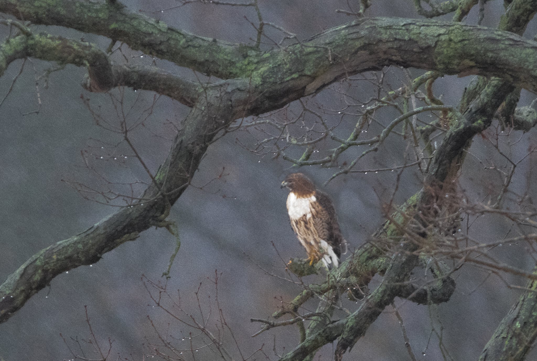 Hawk in the Rain