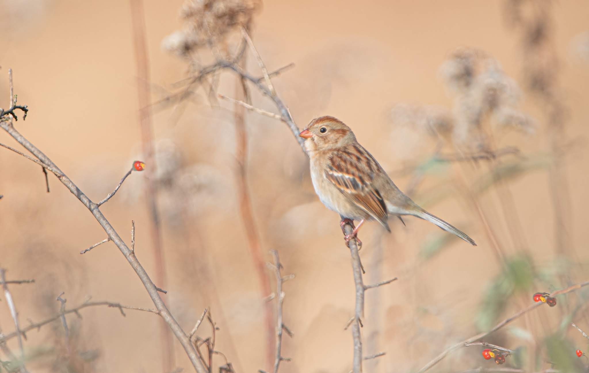 Field Sparrow in the Field