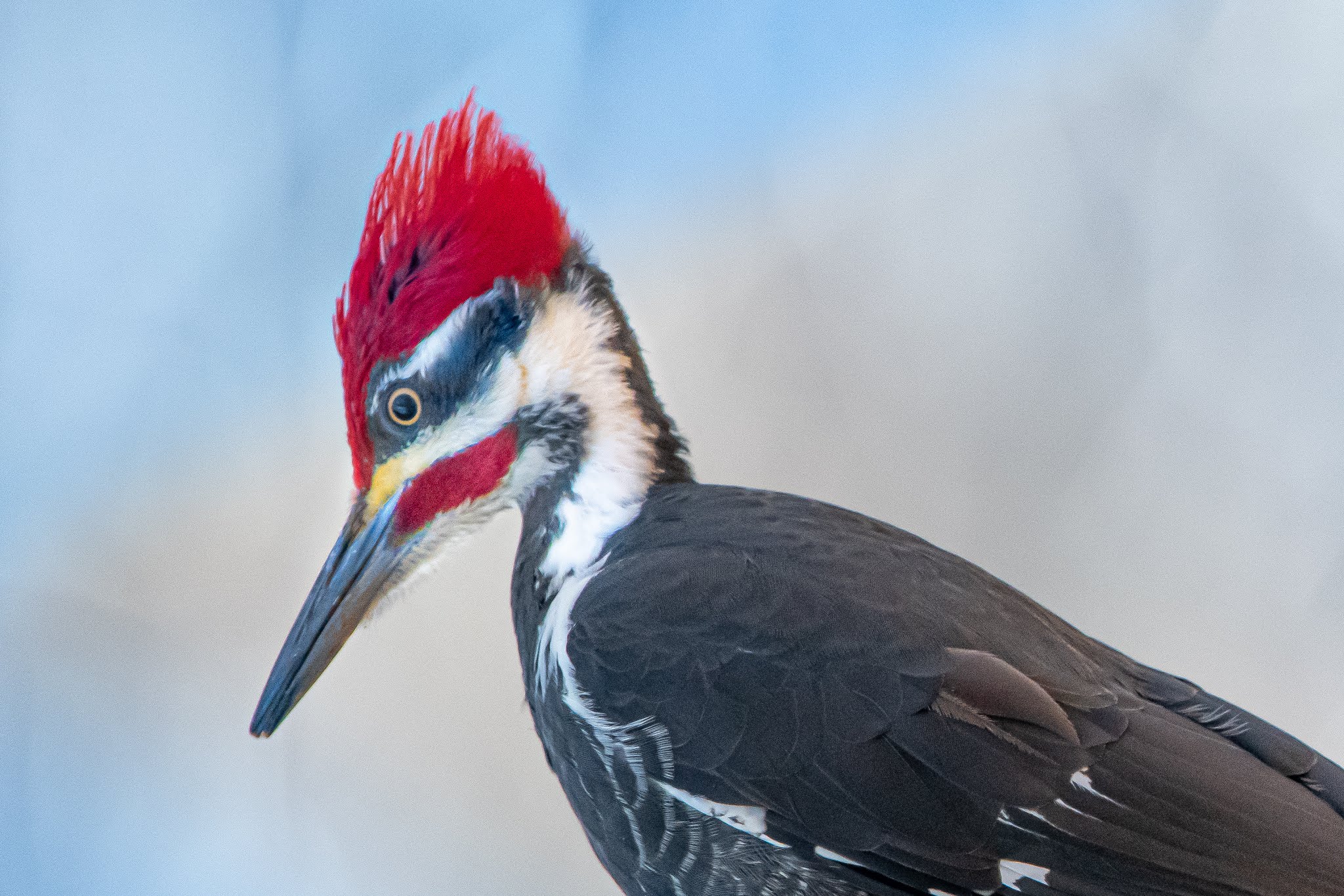 The Pileated Woodpecker in Valley Forge this Morning