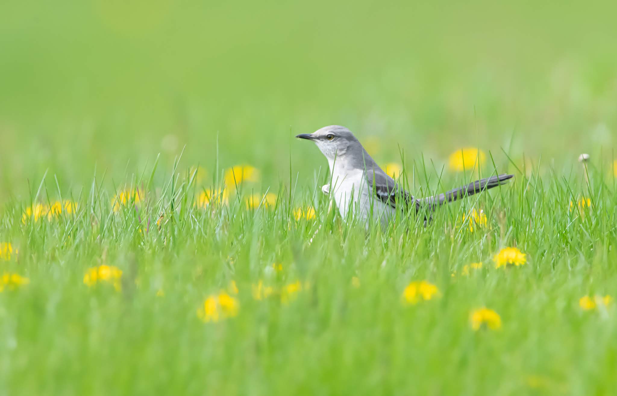 Birds of Charlestown Meadows