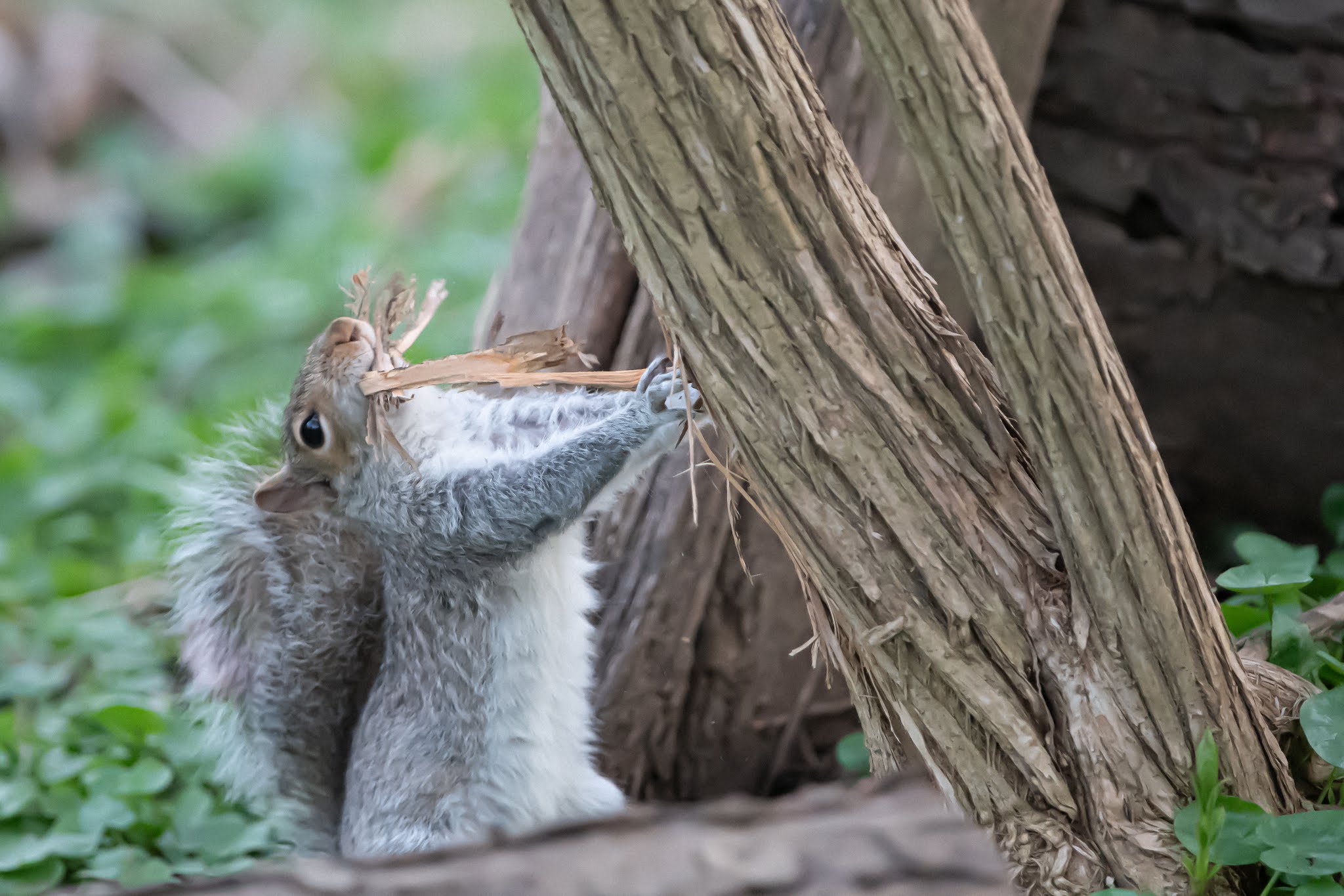Pulling Bark During the Time of the Coronavirus