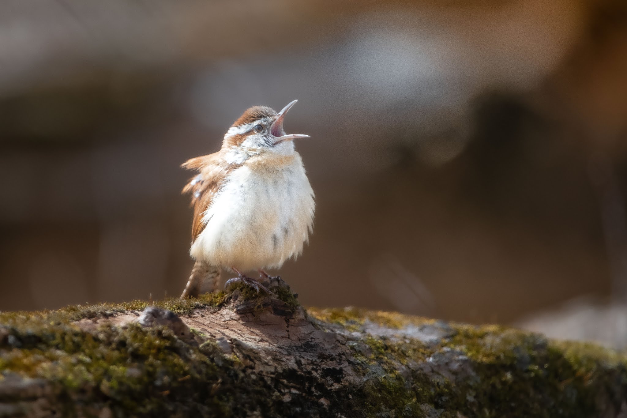 The Birds are Still Singing!