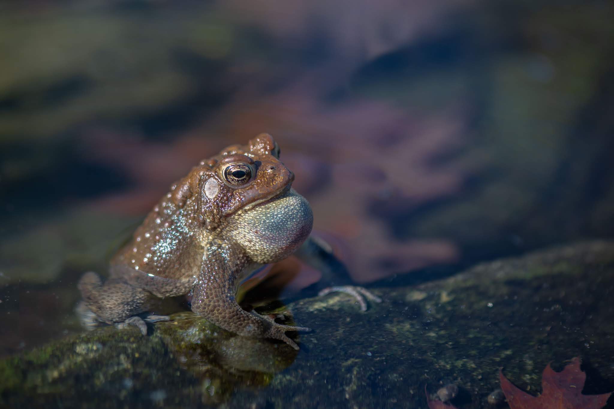 The Toads of Charlestown Meadows
