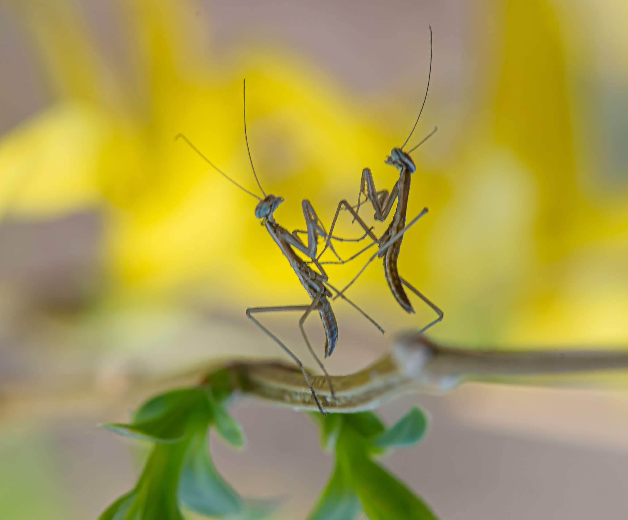 Baby Praying Mantises in the Daffodils