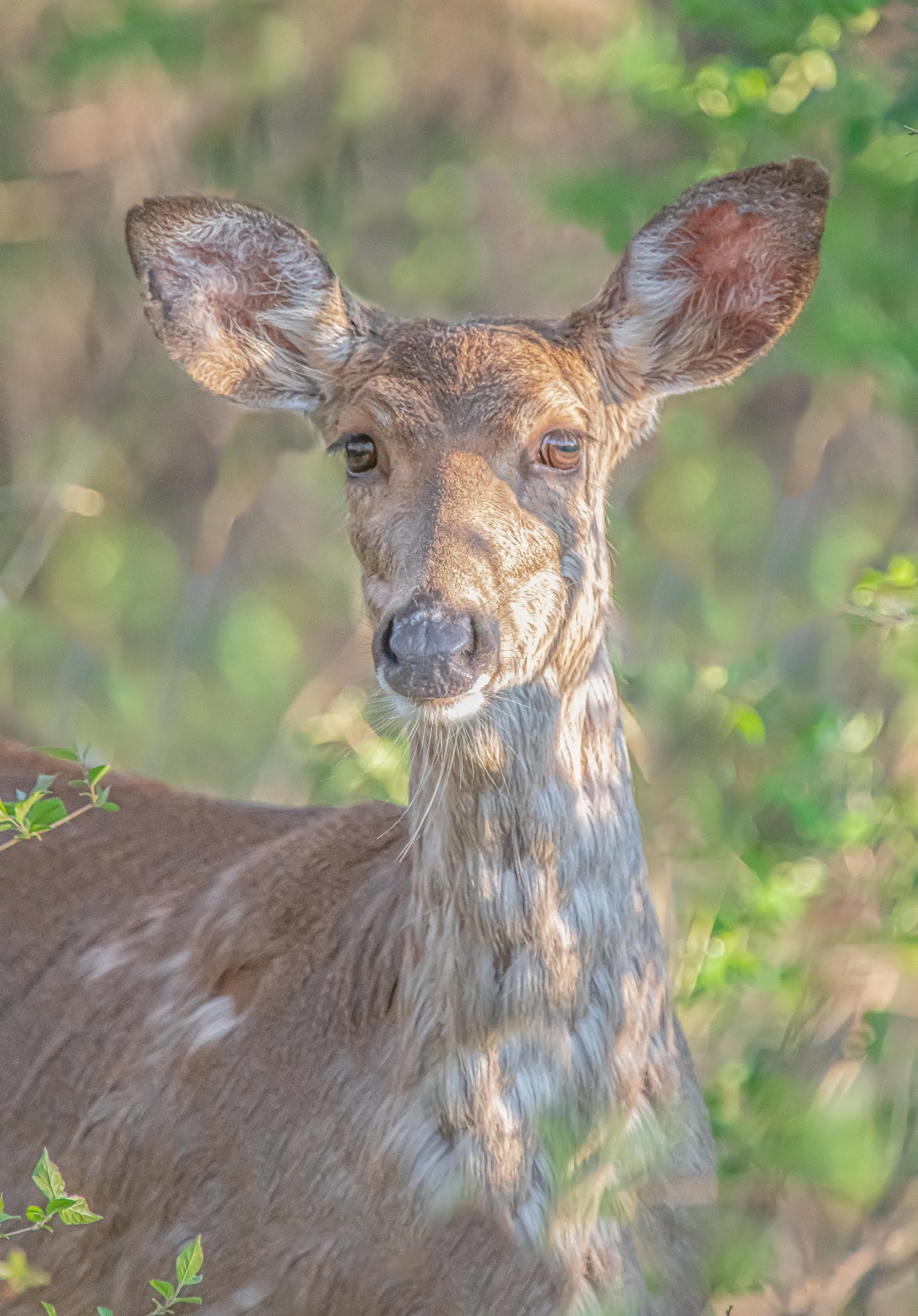 Deer at Dusk