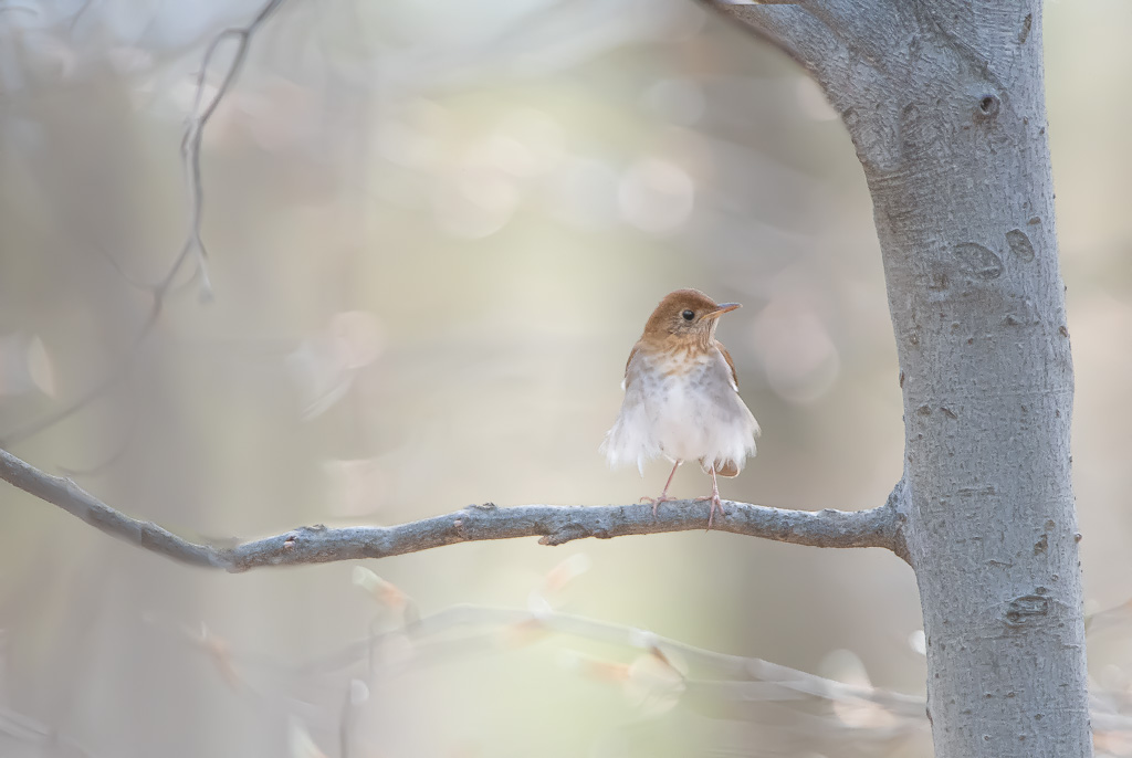 Hermit Thrush in the Woods at Charlestown Meadows