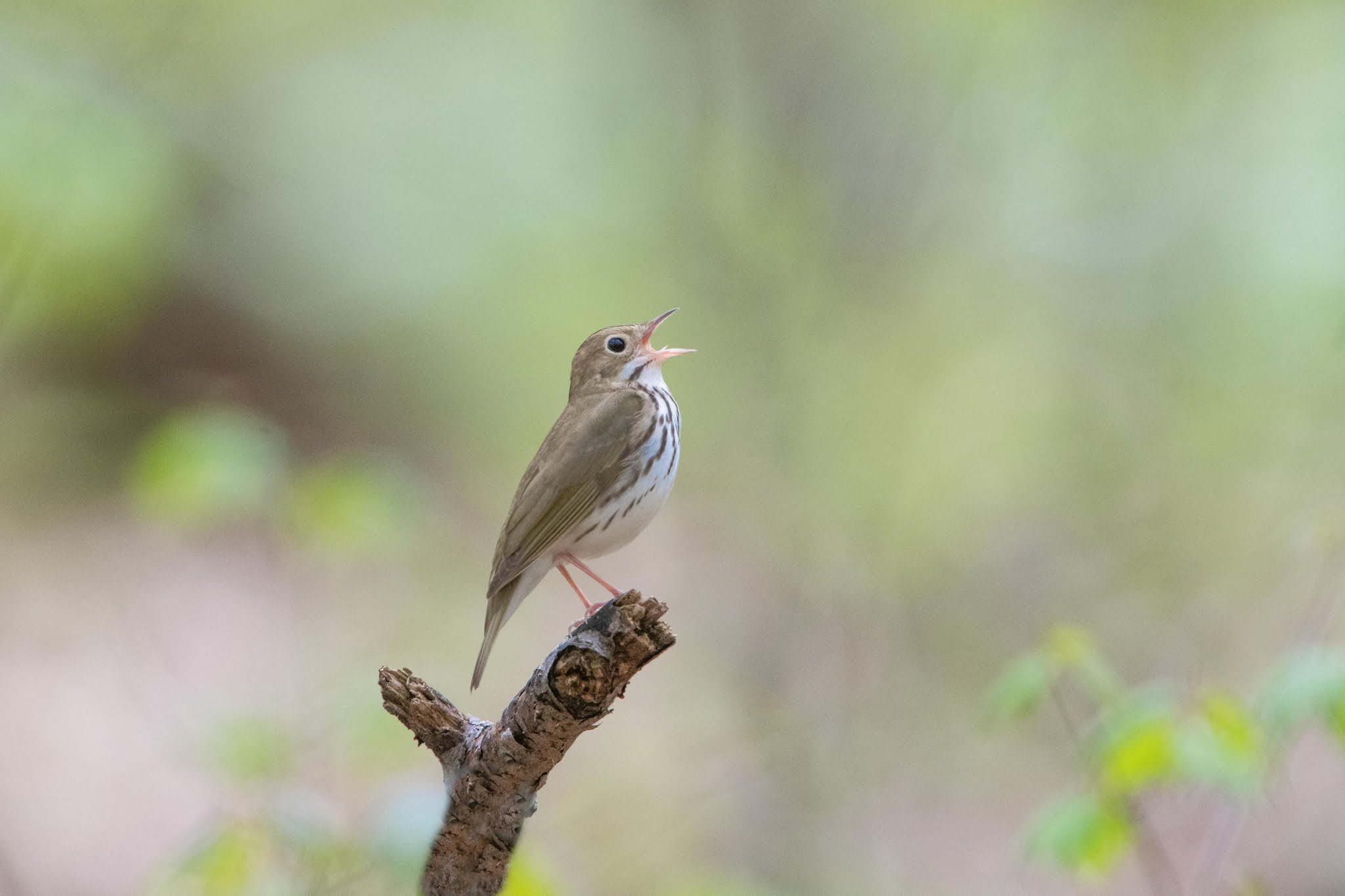 More of that Ovenbird