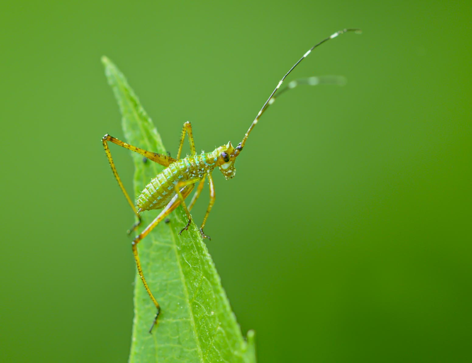 The Nymph Katydid with Curvature of the Spine