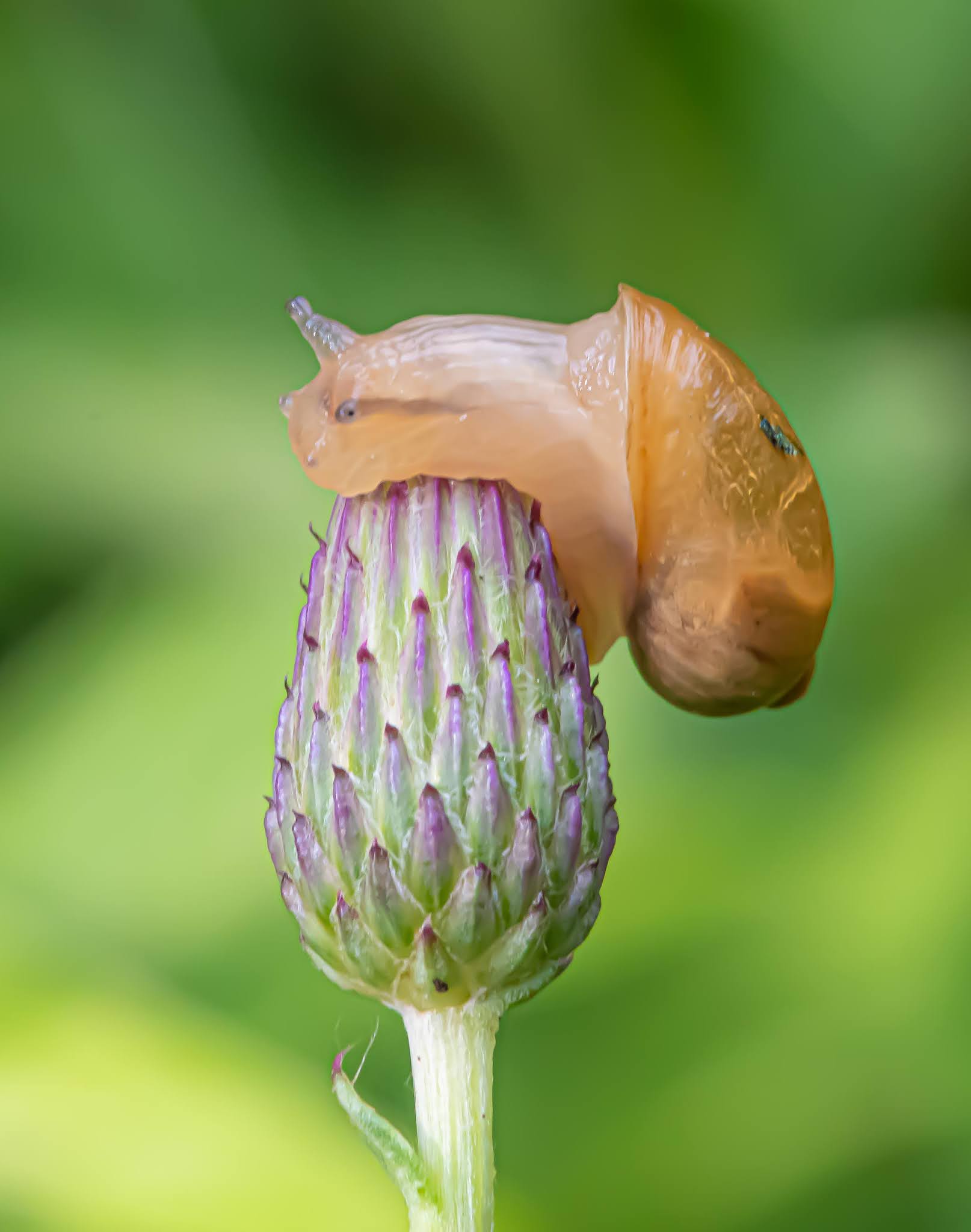 Snail Hugs a Thistle Blossom in Charlestown Meadows Today