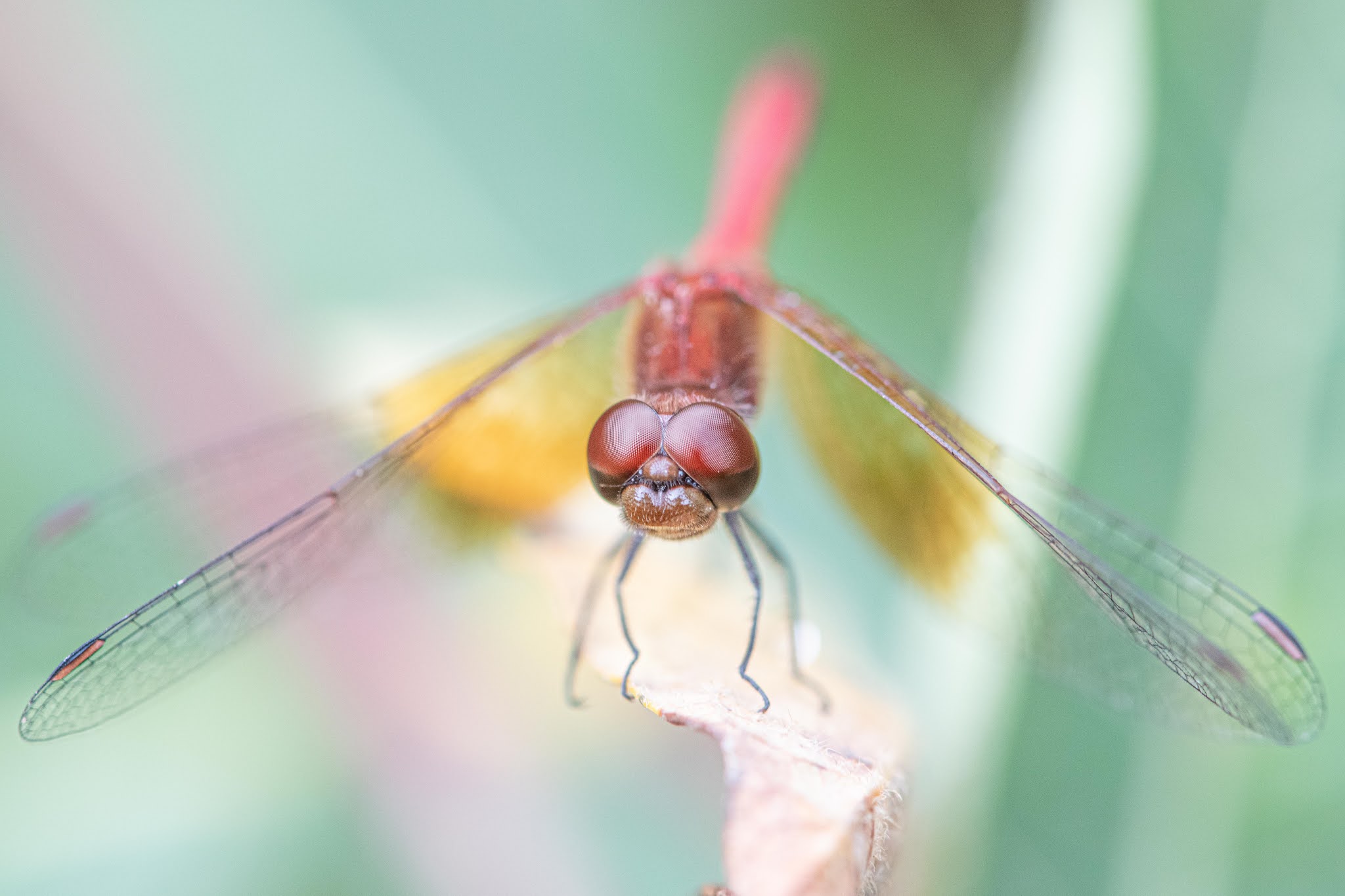 Oh the Wonderful Bugs of Summer