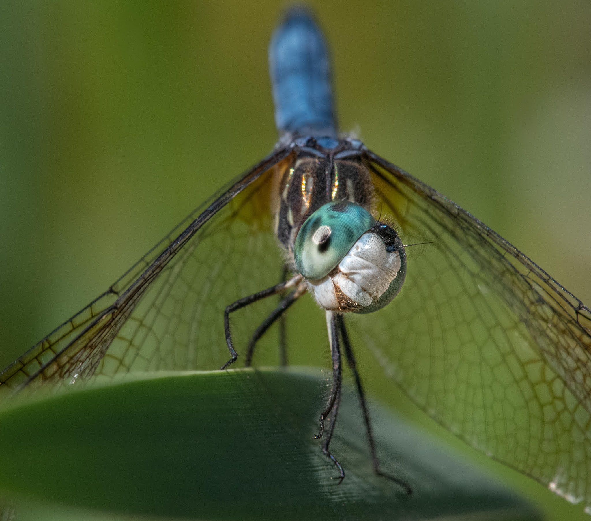 “My Friend the Dragonfly” Wins 2nd Place in August Betterphoto.com contest. Woot Woot!!