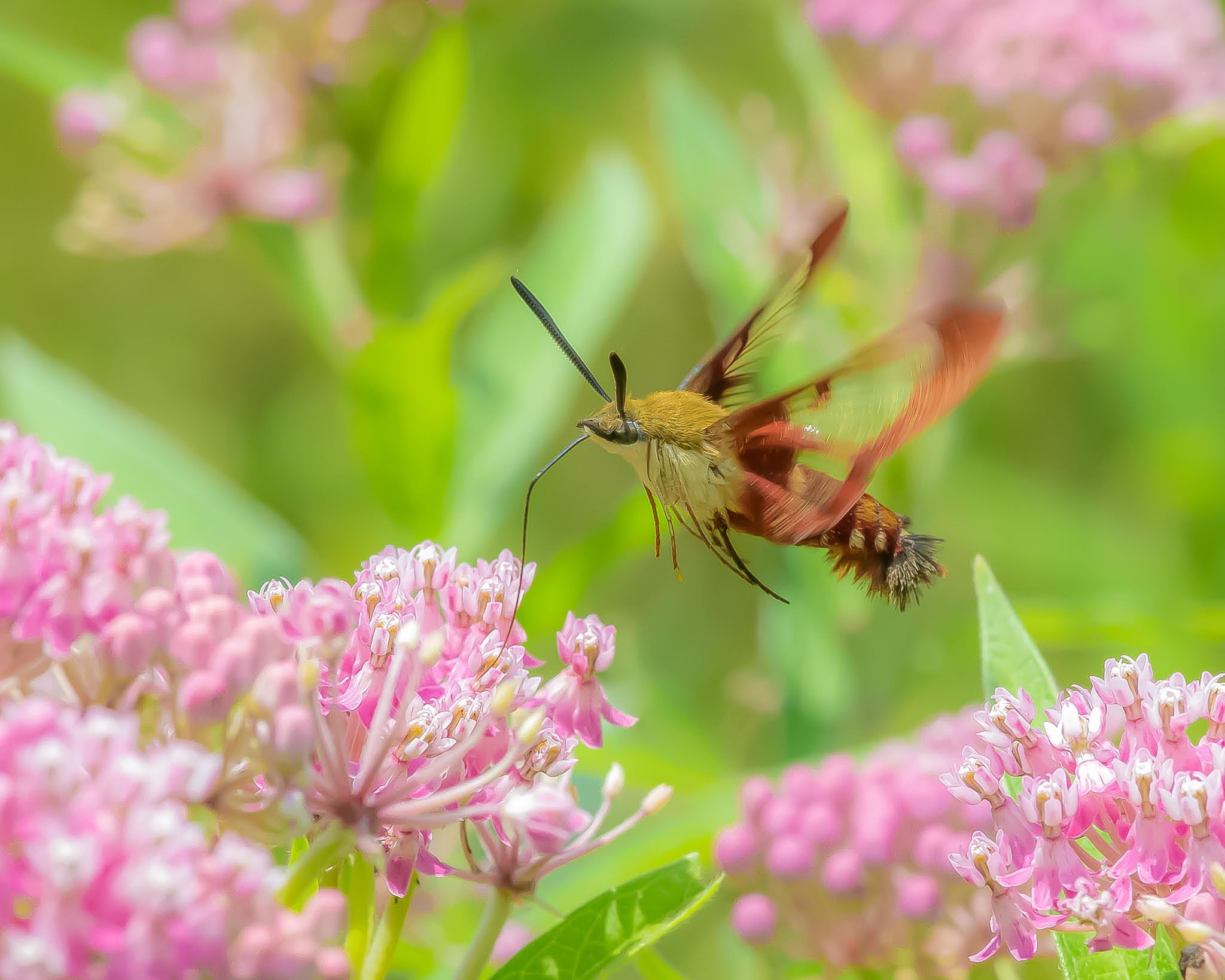 The Hummingbird Moth today in Charlestown Meadows
