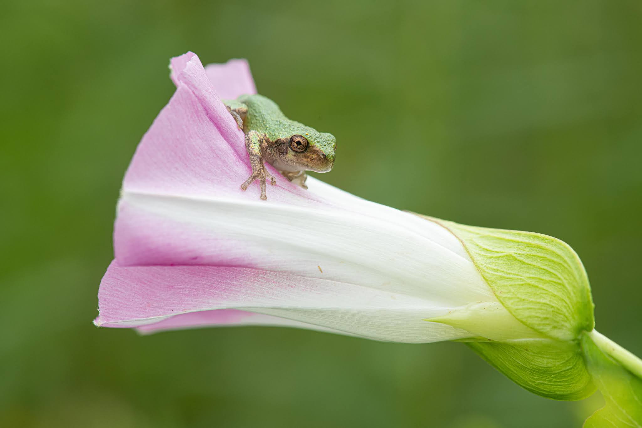 The Tree Frog and the Morning Glory
