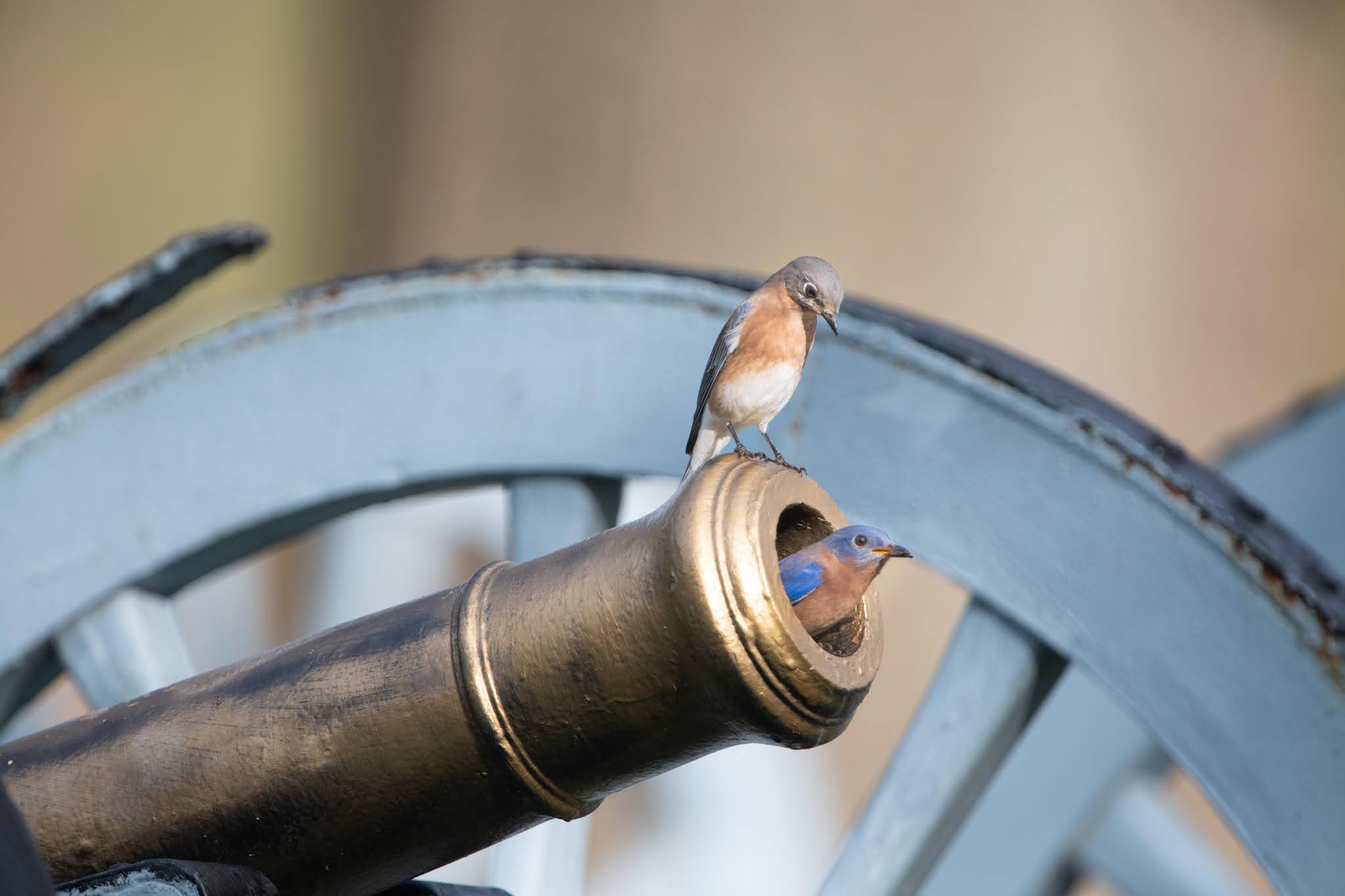 Bluebirds and the Cannons at Valley Forge