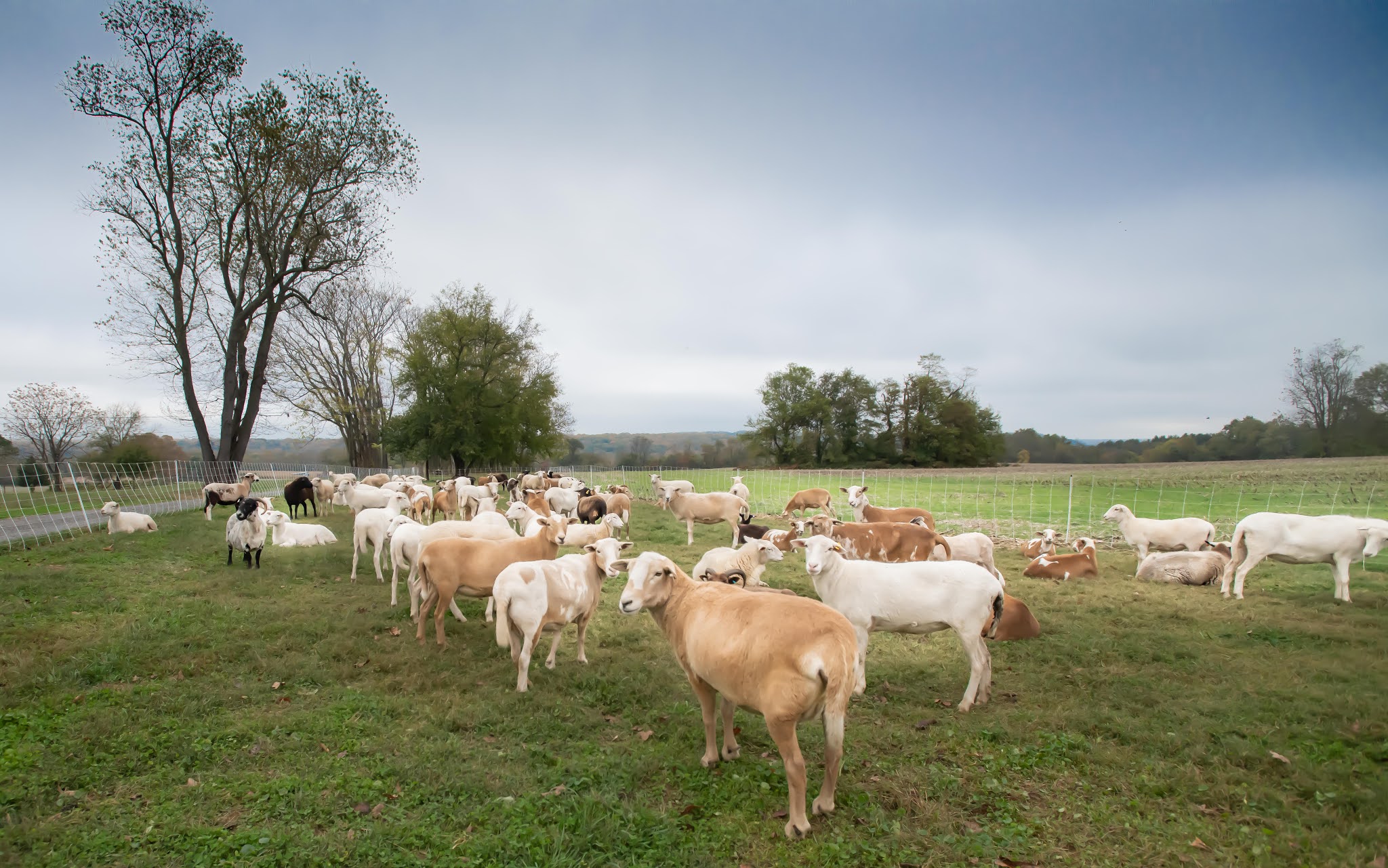 Tom, Knight, Ann and a Horse and Rider
