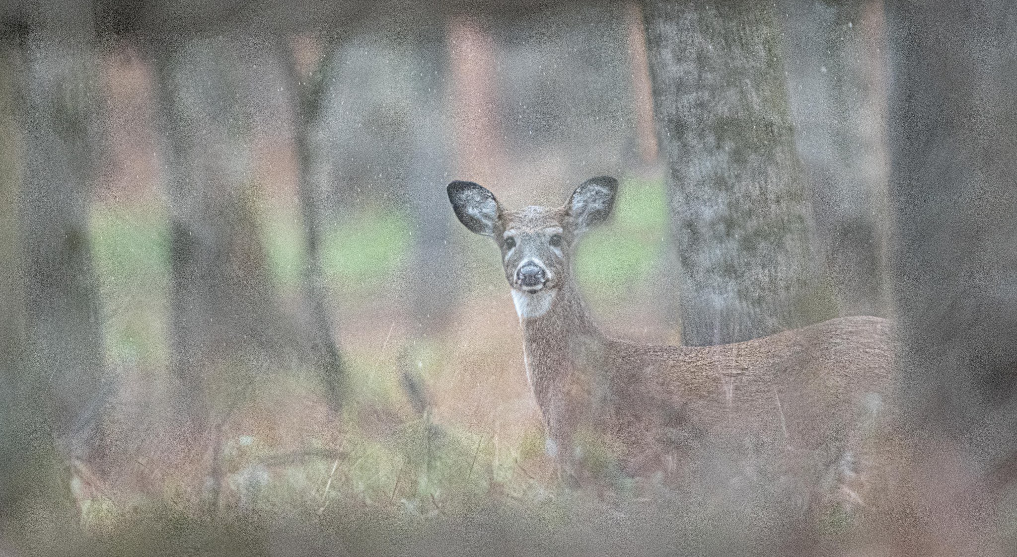 Fawn in the Rain
